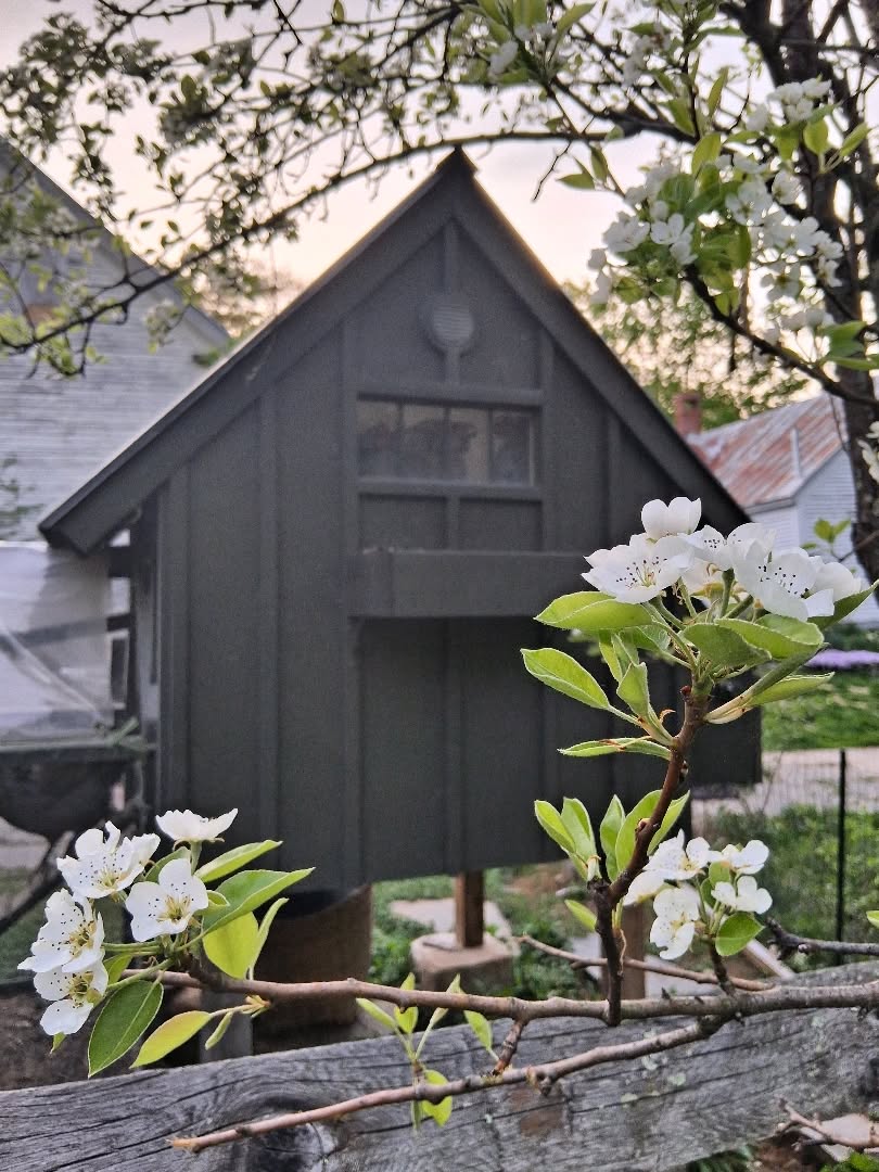 More #sunset vibes at the #chickencoop with the pear trees in full bloom! 🍐
After a few years of being hit hard by the brown tail moth, I dare say we are back with a vengeance! Here's to much pear sauce and pear galettes this year!!! 🥧
#plantbased #vegan #noharmfarm