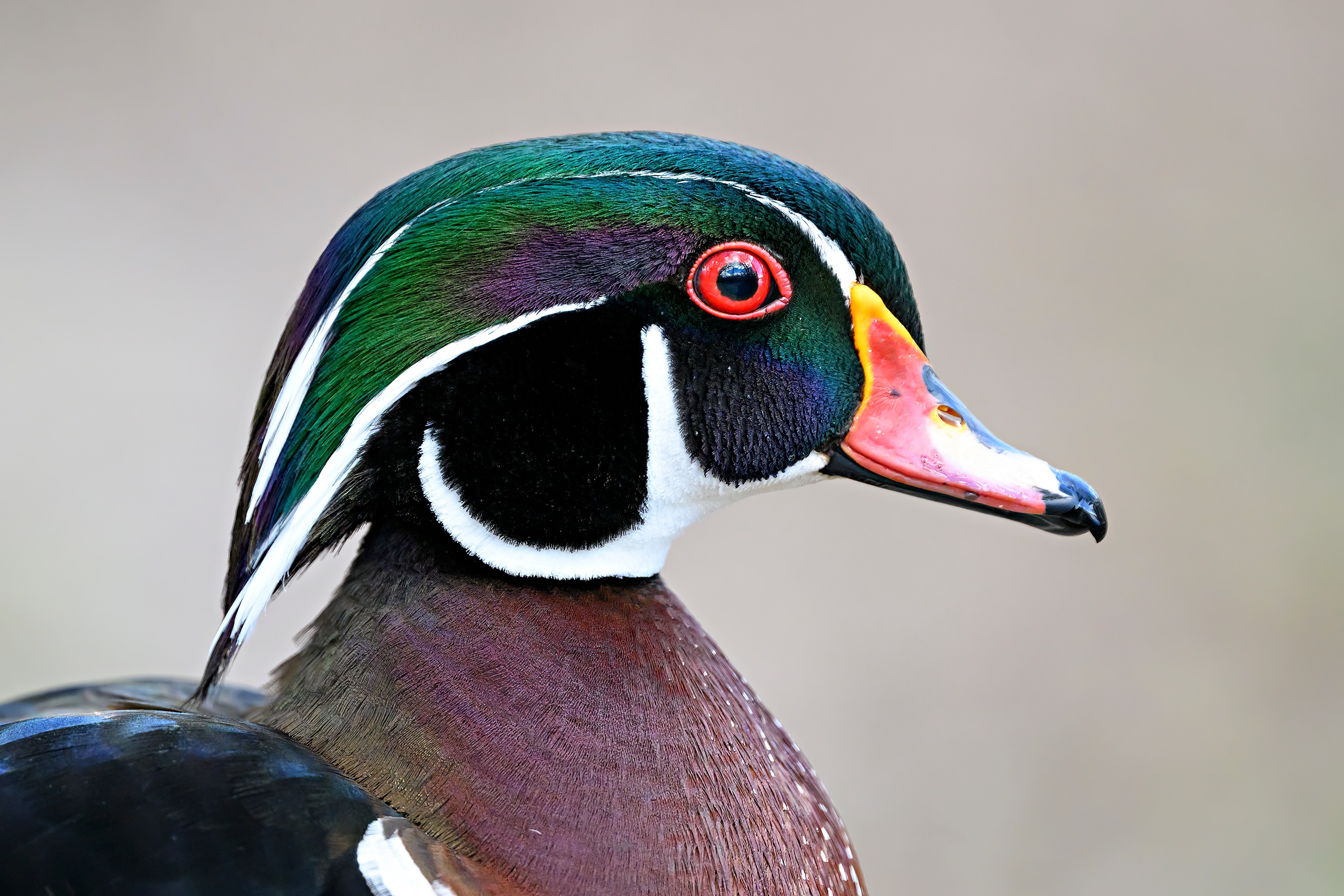 Every colour, every detail, every feather is beautiful on this male wood duck.
#woodduck #birdphotography #nikonpro #beautiful #ottawa.