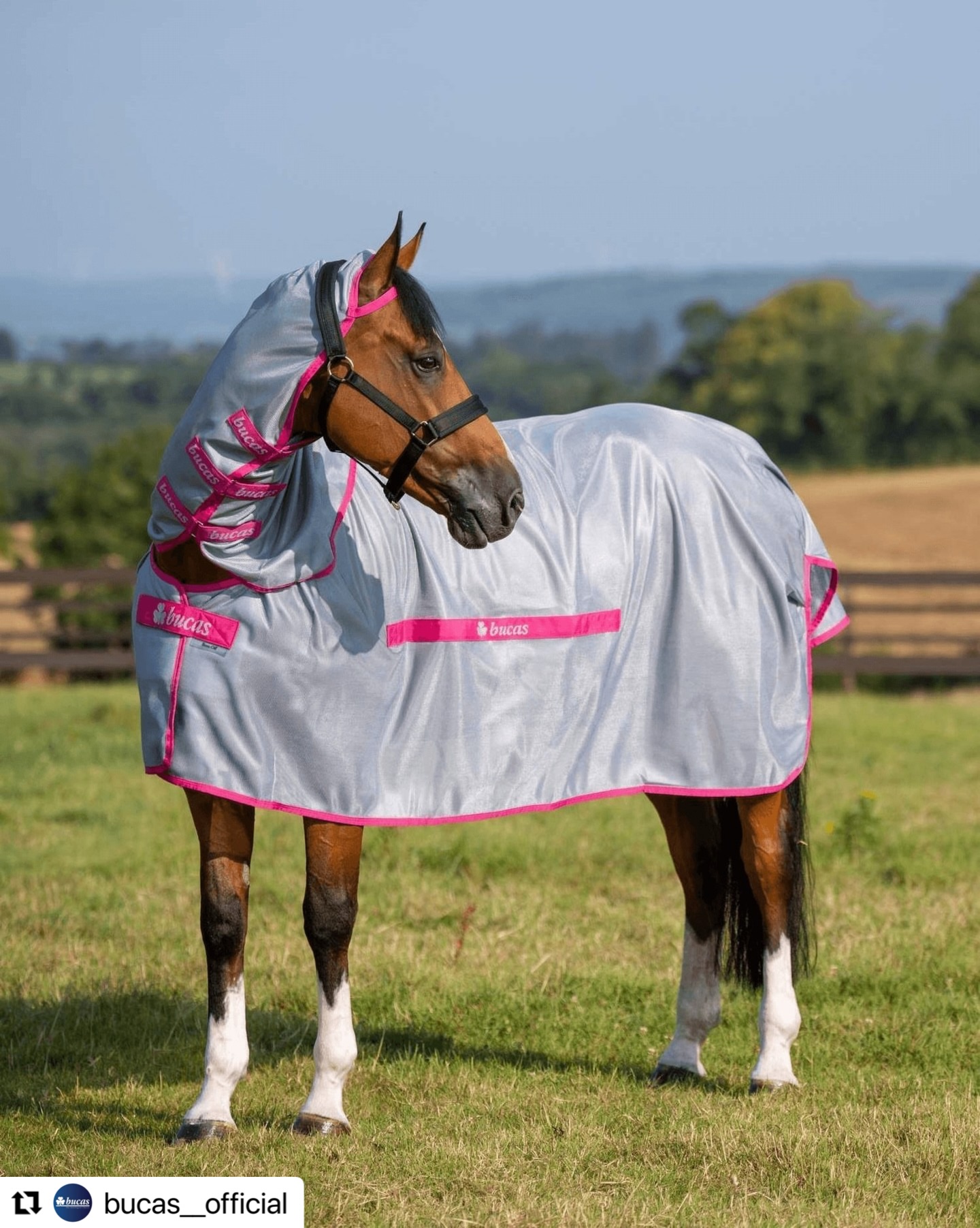 📢 Komfort in der Sonne: Die Buzz-Off Blue Blossom Special Edition ist da 💙🌸
Hergestellt aus leichtem, atmungsaktivem Mesh, hält es das Pferd kühl und schützt es gleichzeitig vor Fliegen und schädlichen UV-Strahlen ☀️
Für eine stressfreie Zeit auf der Wiese 🌸
✨ Warum dein Pferd es lieben wird:
• Leichtes, atmungsaktives Material
• UV-Schutz
• Vollständige Nacken- und Bauchabdeckung
• Verbessert den Komfort und reduziert Stress
Die passenden Fliegenmaske sorgt für vollständigen Schutz 💫
Jetzt bei deinem lokalen Bucas-Händler erhältlich 🛍️
@bucas__official
#TheIntelligentChoice #EquineExcellence #Bucas #FlySeason