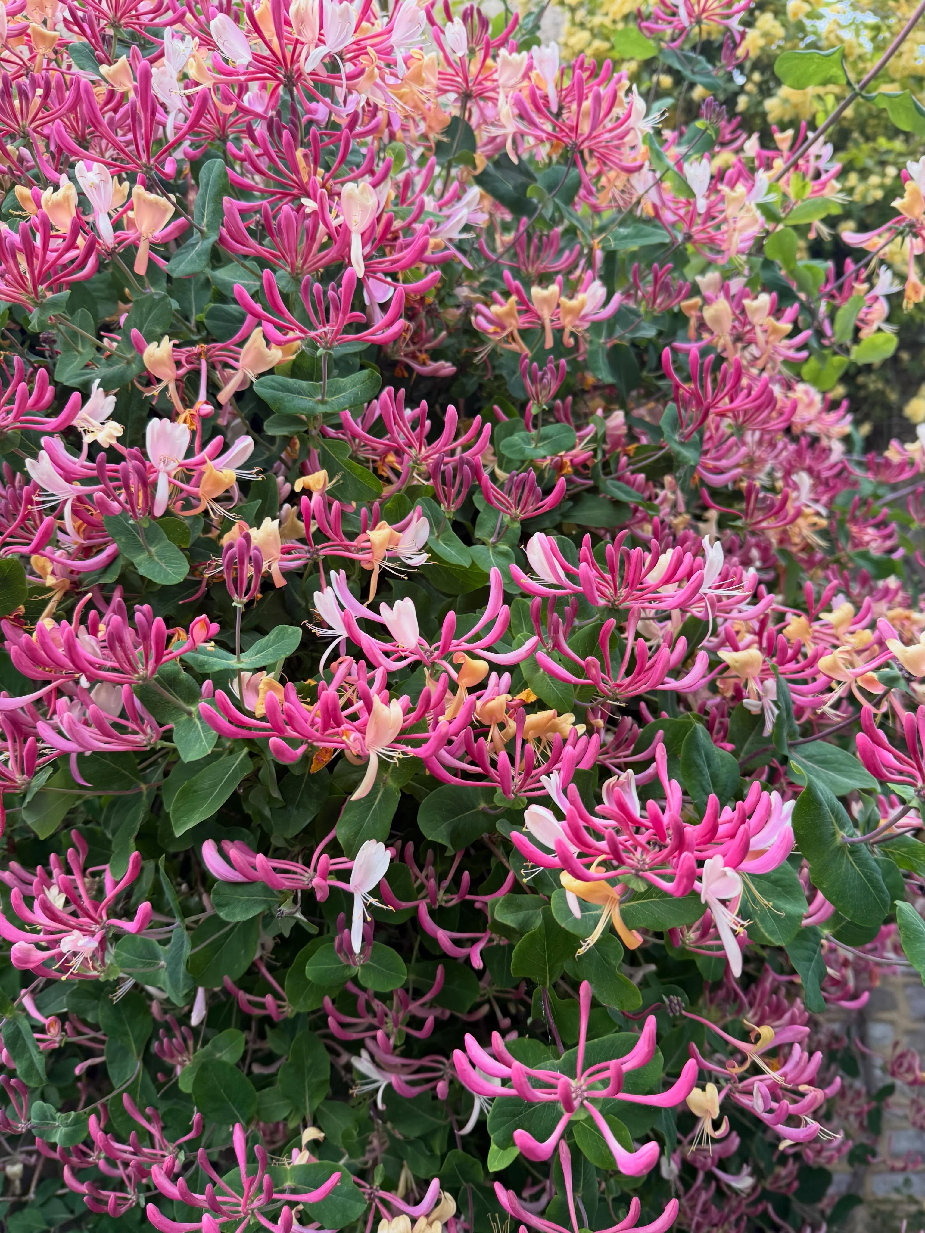 The bees are absolutely loving this beautiful honeysuckle and so am I 😍🐝
Two weeks since the start of covid, managed to do some work most days, and just have a cough leftover now, as well as getting tired much more quickly than usual 😬
Still, it’s good to feel a little more human every day and to see the beauty in the garden 🌸❤️
And of course, Eurovision week is coming 😊🎉
Hope everyone is doing well x
#honeysuckle #inthegarden #natureisawesome #gardening #freshairclub