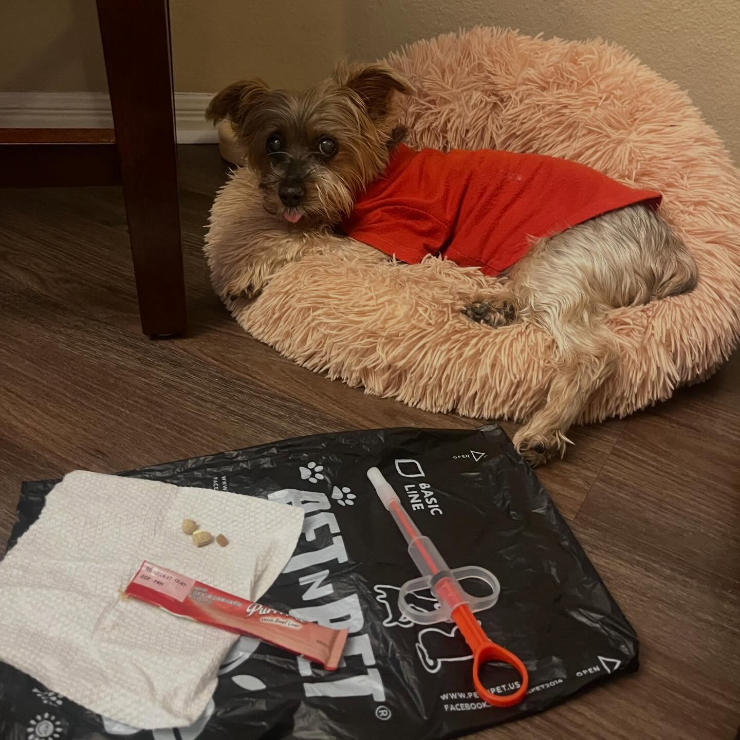 Ready to commence thy torture! Mooohahahaha! πBut that beef liver licky treat, tho. π
.
#rubyredspetcare #petcare #med #seniordog #veteranowned