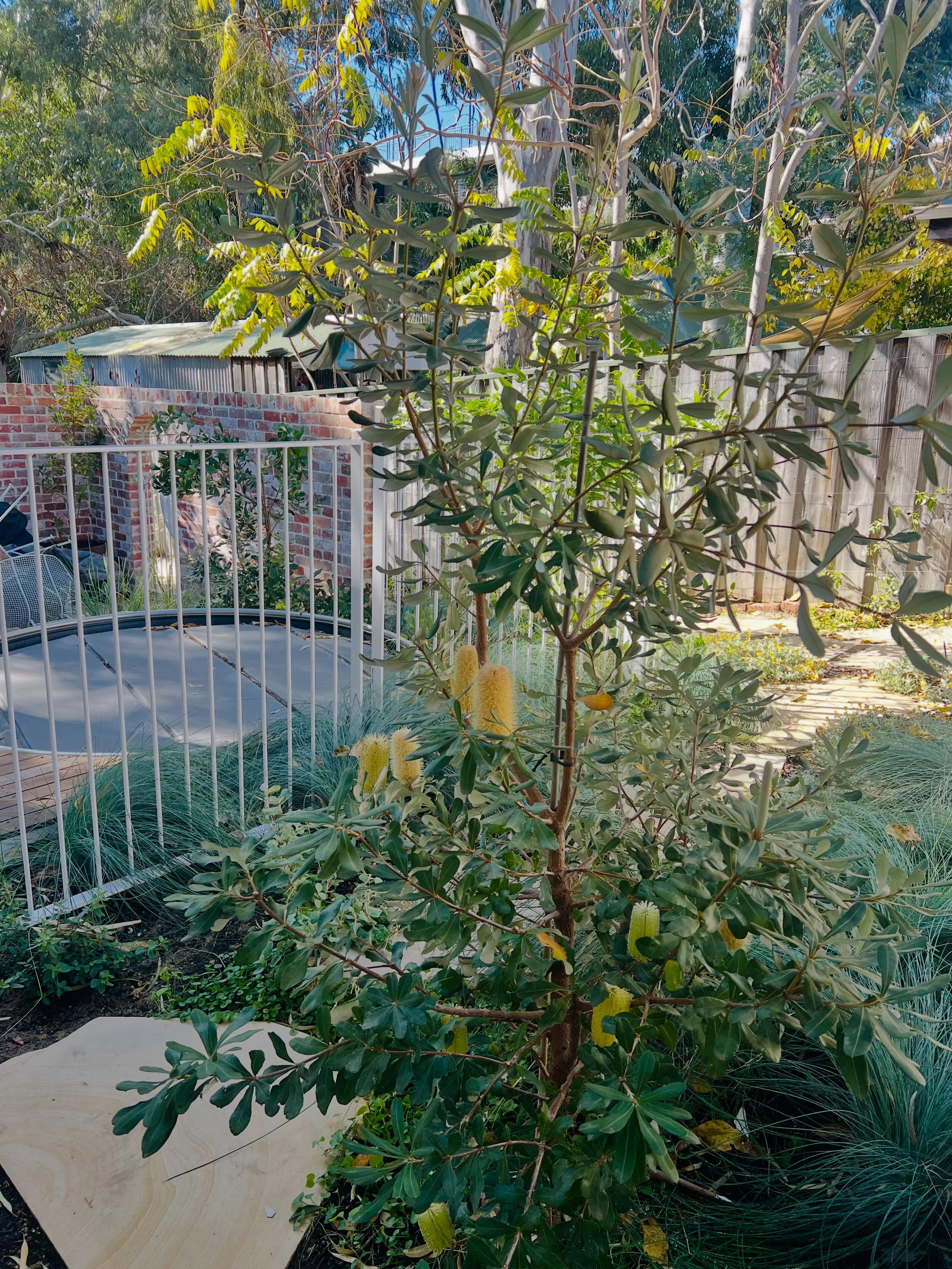 Banksia Integrifolia looking gorgeous in this East Fremantle project. We use plants and materials in their rarest form to help you return home.
#ritual #redesign #gardenlife #slowness #stay