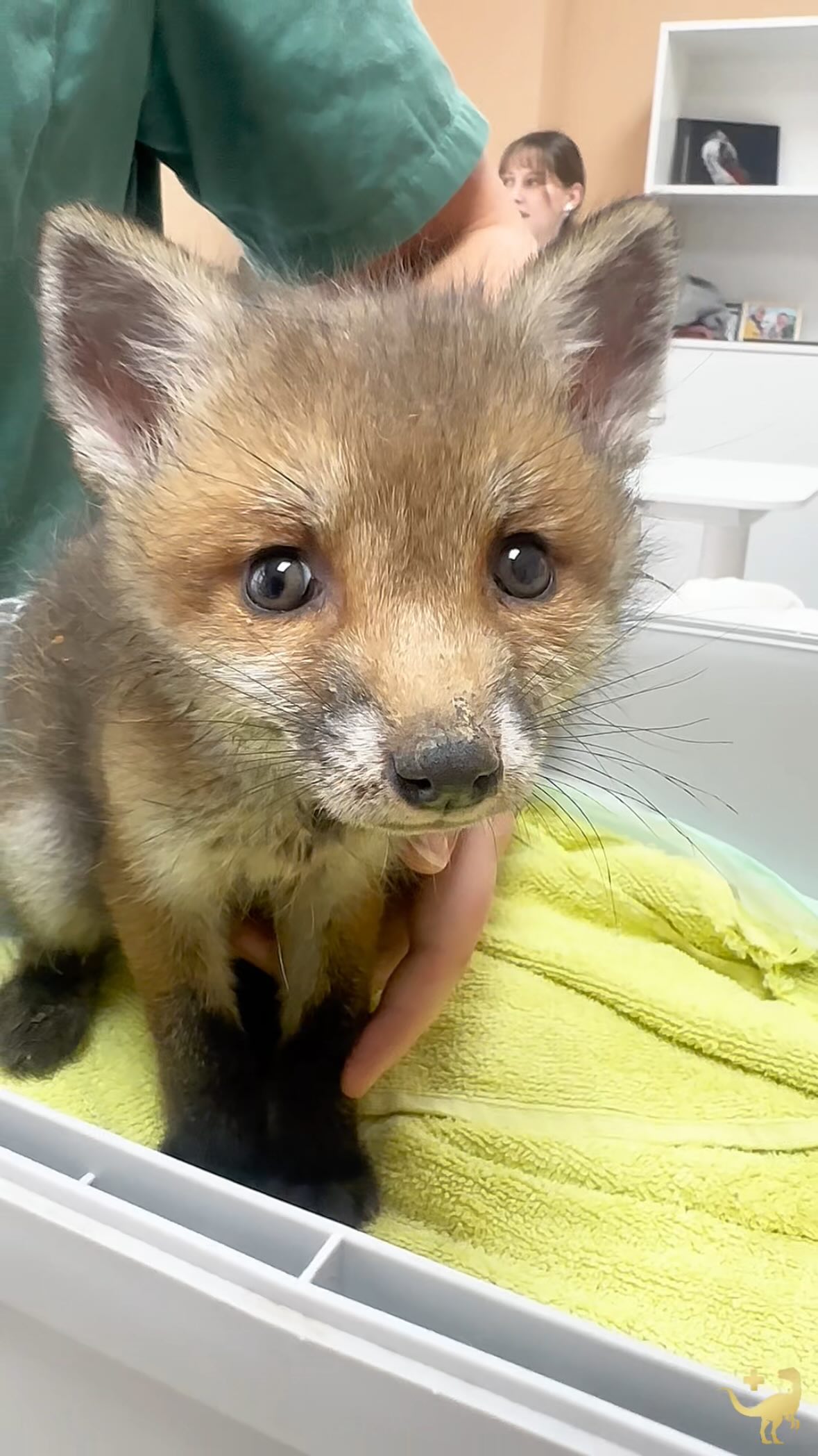 ❤️ 🦊