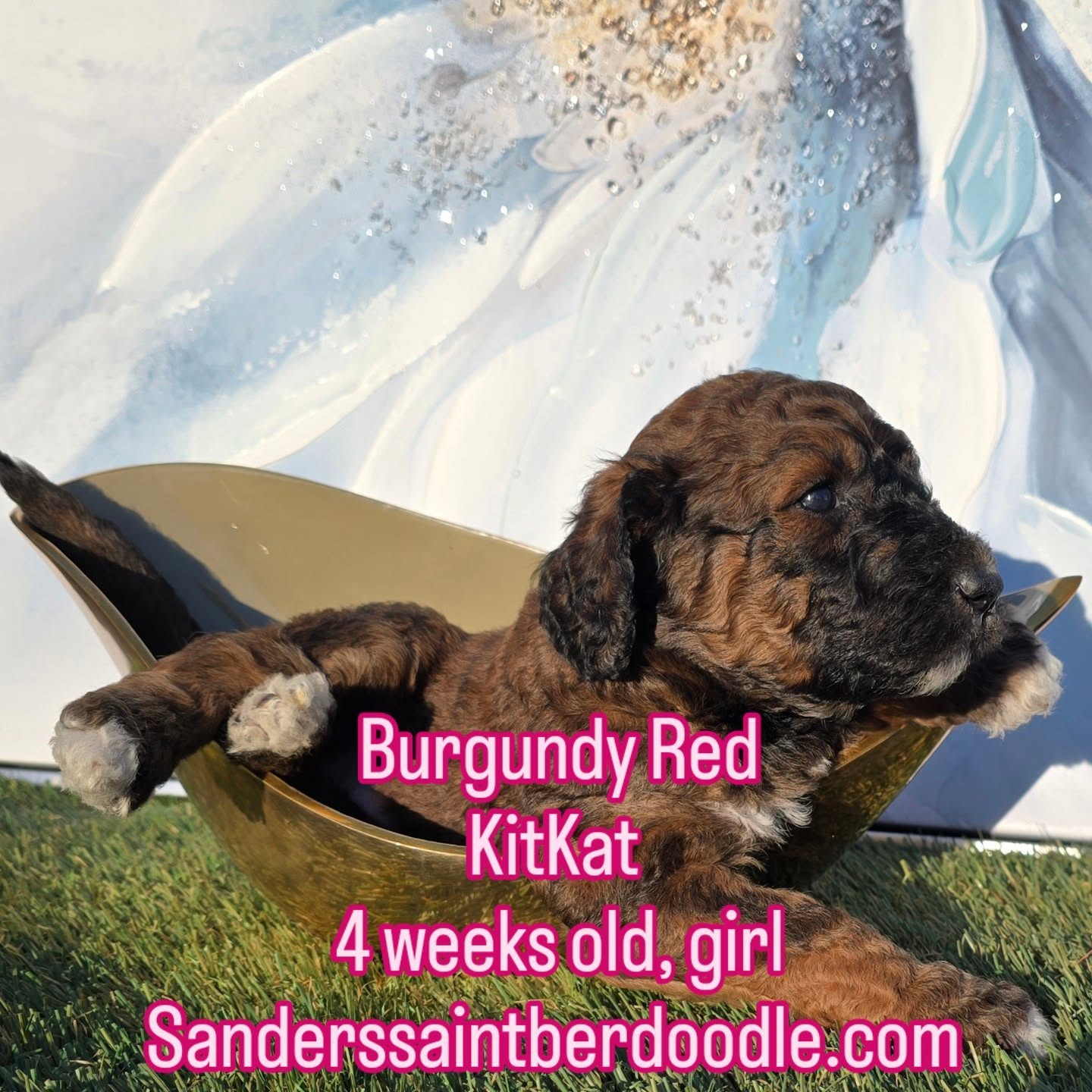 Burgundy Red, available
KitKat 4 lbs 11 oz, she will be 80 to 100 lbs
4 weeks old, girl
Sanderssaintberdoodle.com
.
.
.
#sanders_saint_berdoodle #saintberdoodle #redhead #babygirl #puppylove