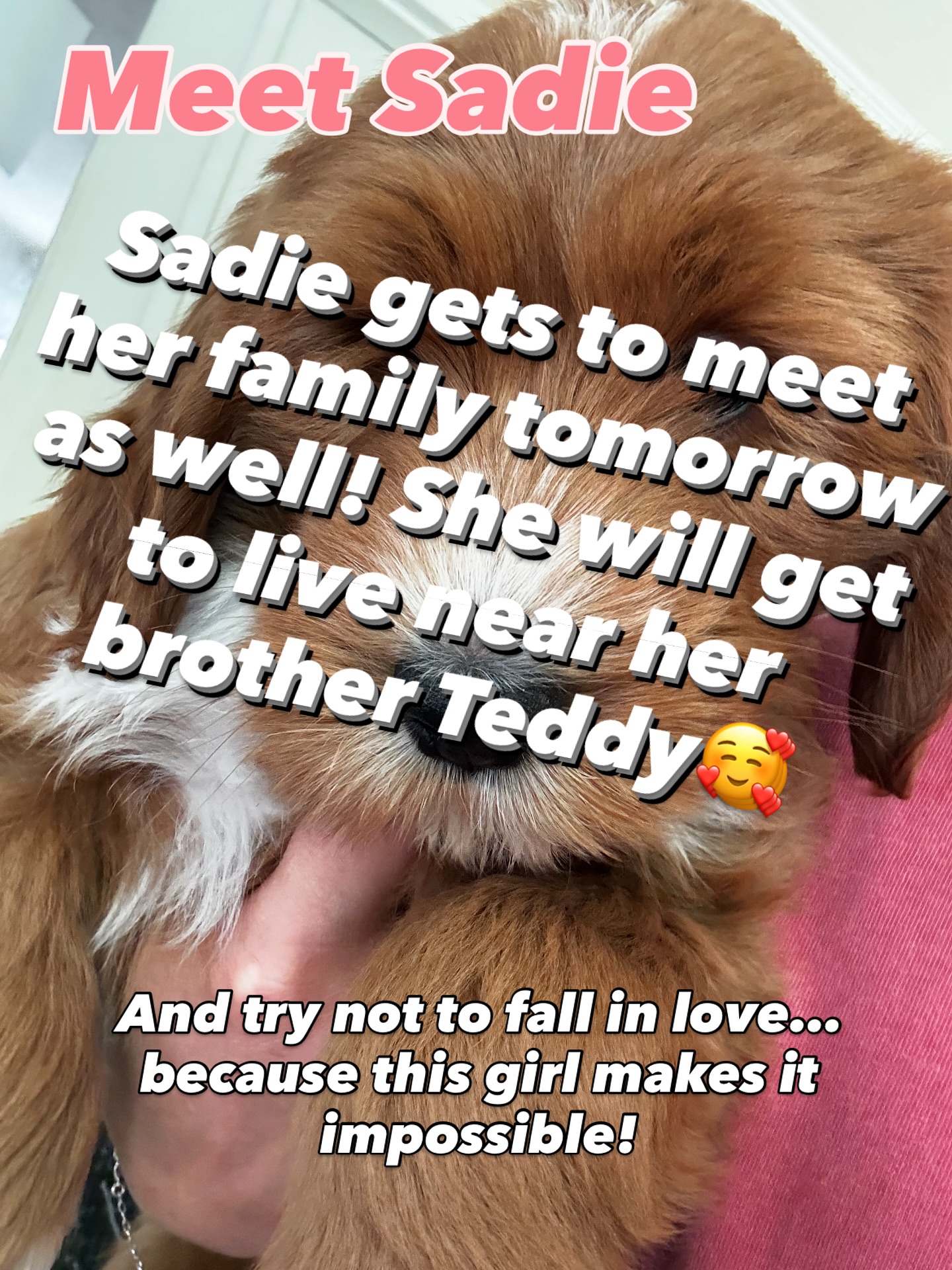 We are so excited for Sadie and her new family! We know they will fall in love instantly😍 and as a bonus she gets to live near her brother, Teddy!!
#goldendoodle #dogsofinstagram #doodlesofinstagram #goldendoodlepuppylove #multigengoldendoodle#goldendoodlepuppiesforsale#goldendoodlesofsc#standardgoldendoodle
#bernedoodle #doodlesofinstagram #dogsofinstagram #bernedoodlepuppy #doodlesoftheworld #bernedoodles #doodles #goldendoodle #bernedoodlesofinsta #doodle #dogstagram #dogoftheday #dogs #puppies #standardbernedoodle #bernedoodlelove #bernedoodlesofig #bernedoodledaily #bernedoodlelife