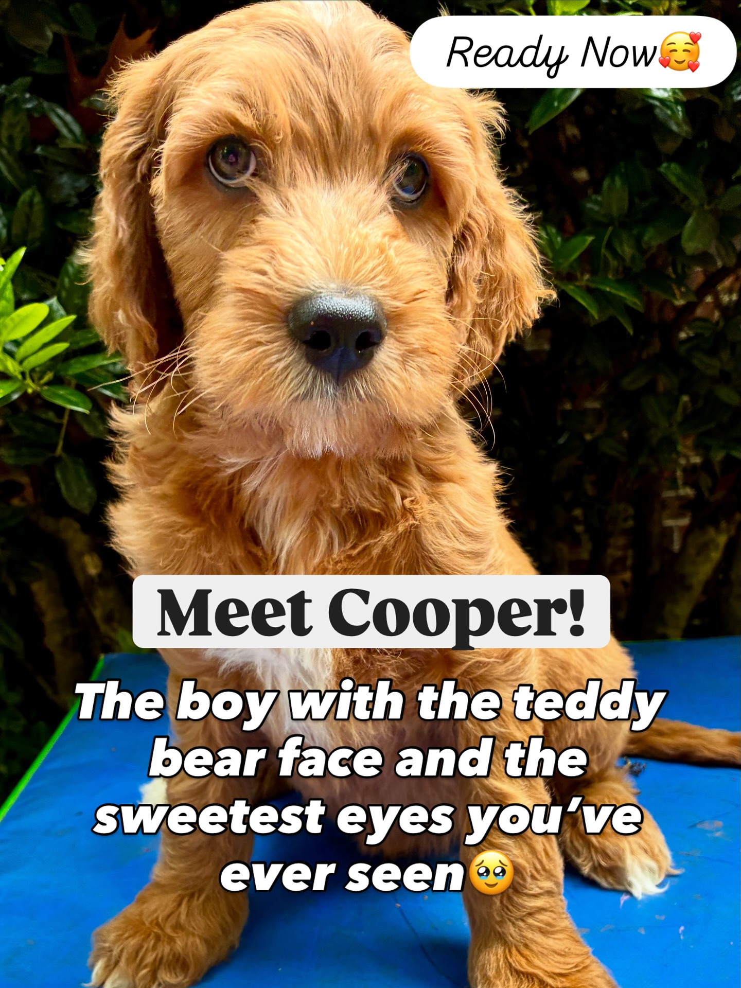 Cooper is the kind of puppy who melts into your lap, follows you everywhere, and looks at you like you’re his whole world. He’s playful, gentle, cuddly, and ready to become someone’s best friend for life.
#goldendoodle #dogsofinstagram #doodlesofinstagram #goldendoodlepuppylove #multigengoldendoodle#goldendoodlepuppiesforsale#goldendoodlesofsc#standardgoldendoodle
#bernedoodle #doodlesofinstagram #dogsofinstagram #bernedoodlepuppy #doodlesoftheworld #bernedoodles #doodles #goldendoodle #bernedoodlesofinsta #doodle #dogstagram #dogoftheday #dogs #puppies #standardbernedoodle #bernedoodlelove #bernedoodlesofig #bernedoodledaily #bernedoodlelife