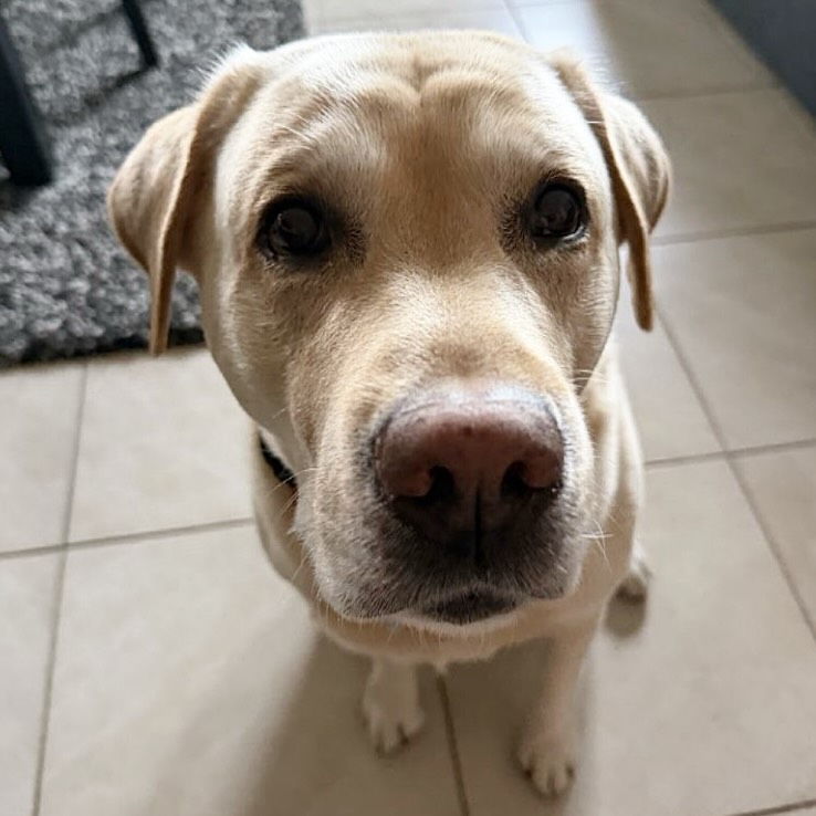 Sully the Dog says TGIF 🎉🐾 May your weekend be full of treats and naps, too.