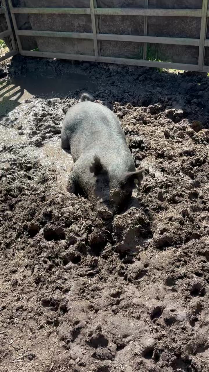 It’s a good day to be a pig….