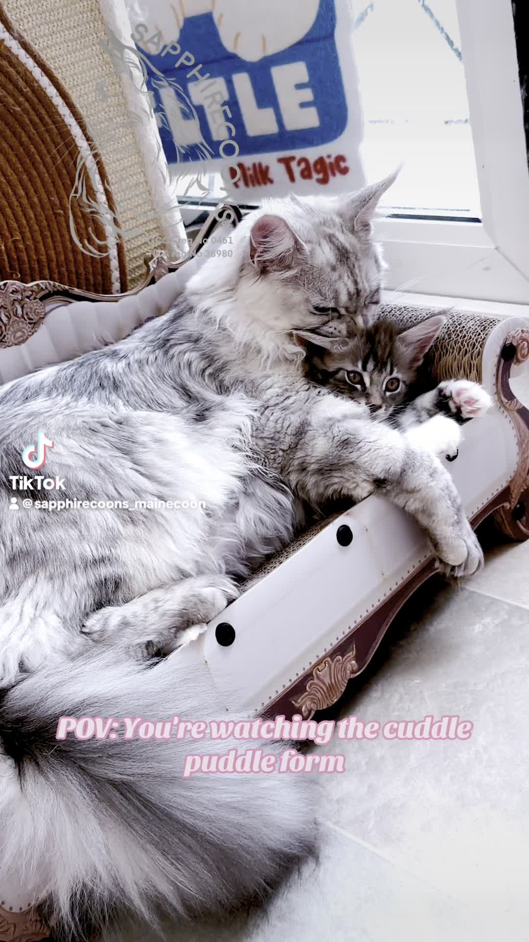 Cherished moments in our cozy home ๐ก I love watching them grow and enjoy each day together. These little joys truly warm my heart and remind me of the precious bonds we share.
Kc Prince Pascal & Sky-Lilith
#sapphirecoons #cutekitten #mainecoon #mainecoonbreeder #mainecoonkitten #adorablekitten #gccf