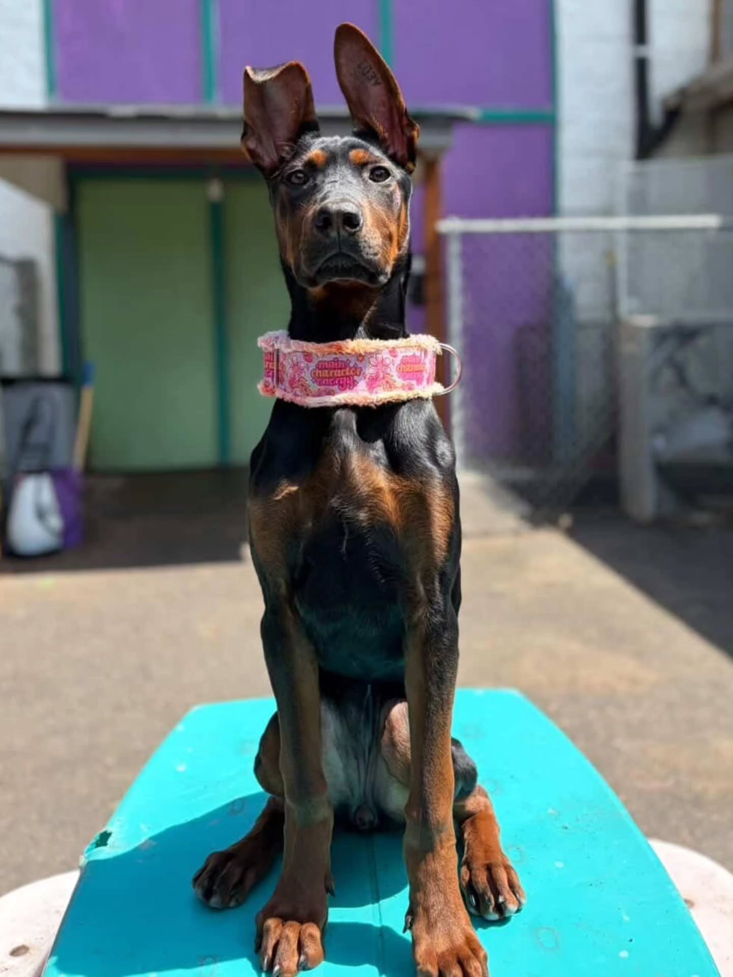 Legs for Days
Alysiums Everlasting Spark AZULA
@skyli.wyli is doing such a good job with her!
I truly cannot wait to see how this girl pans out, she is going to be such a stunner!