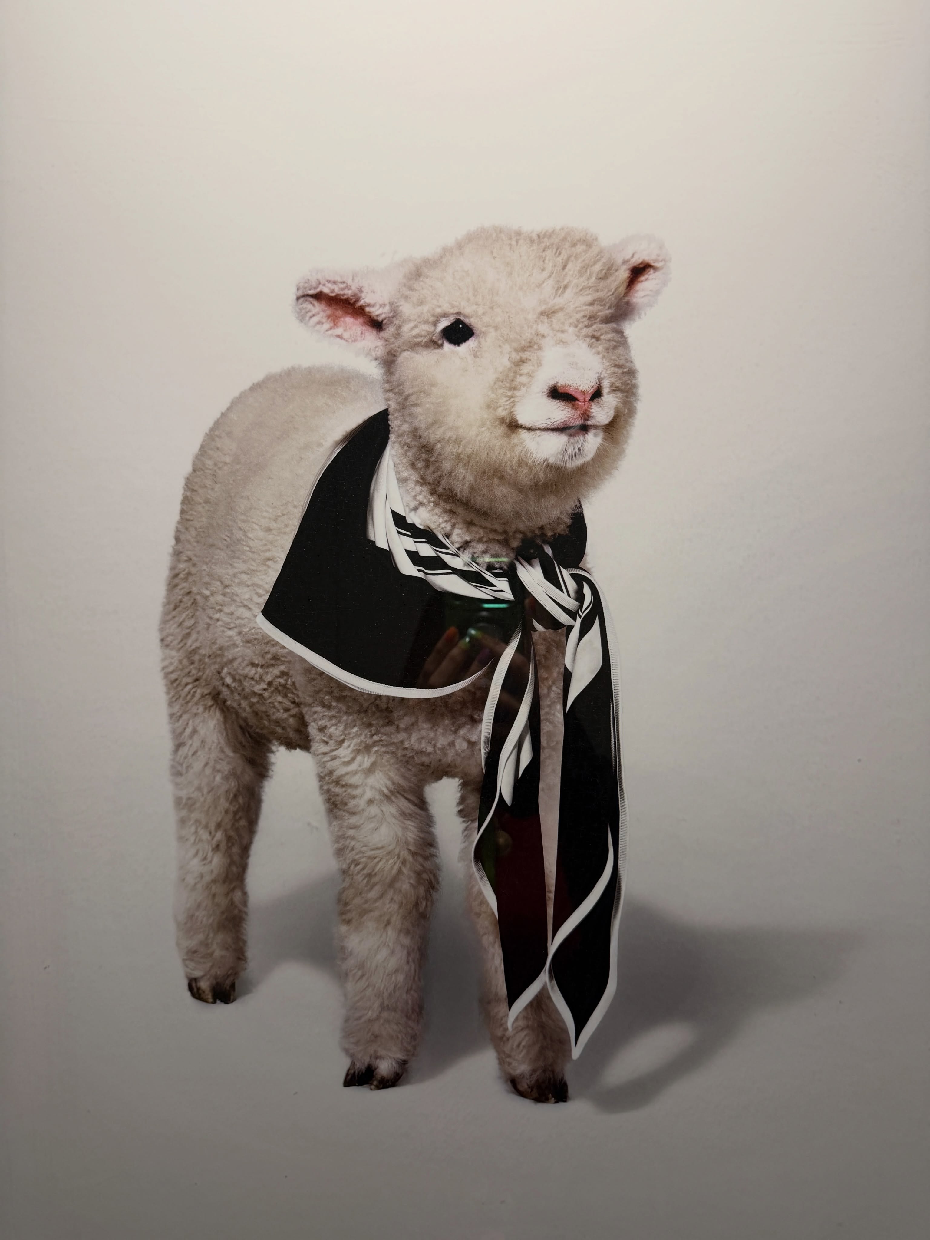 This adorable lamb is almost right outside our room on the ship. For reasons I cannot explain, this makes me ridiculously happy.
It’s one of the few pieces that isn’t tagged with the artist name/country etc. (the art in the suite hallways aren’t).
So I went searching for it. Turns out this was an ad for TK Maxx (outside US TJ Maxx) made by an agency called emma and noe.
At least that’s what I can make out.