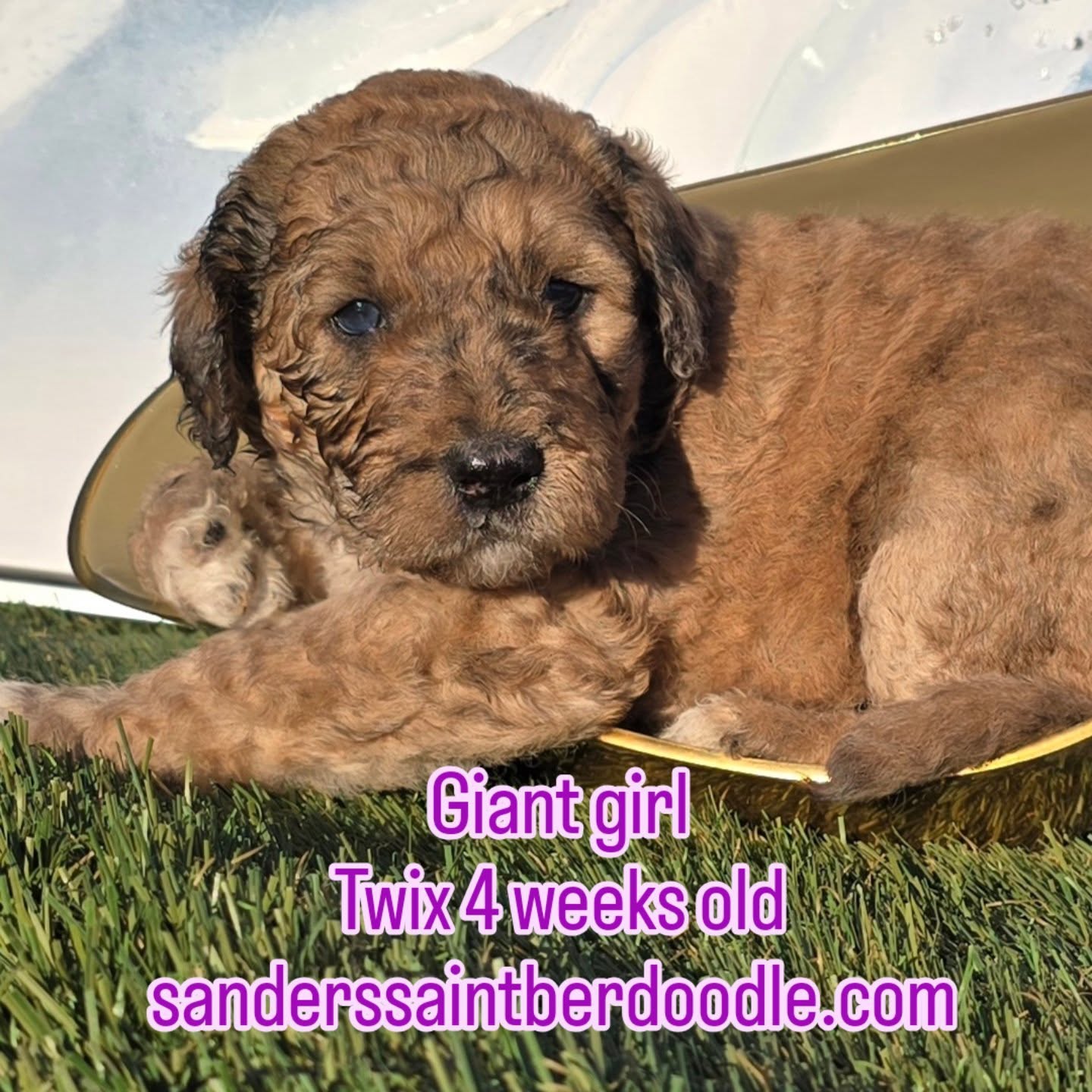 Available gentle soul, Giant Sanders Saint Berdoodle girl. Twix, 4 weeks old 5 lbs 8 oz
.
.
.
.
#puppylove #gentlegiant #bestfriends #mansbestfriend #saintbernard