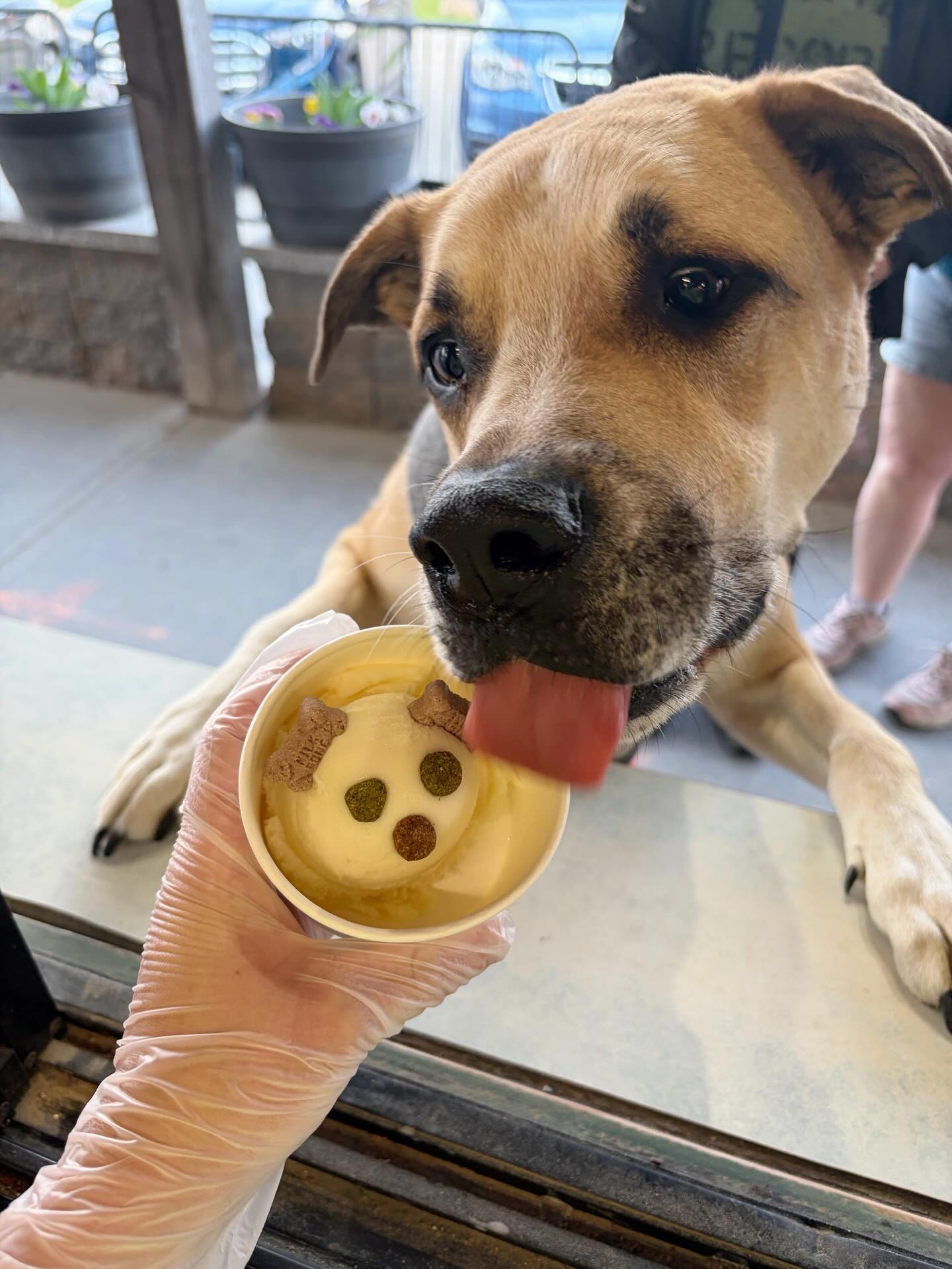 Jasper enjoying his woofer 🥰