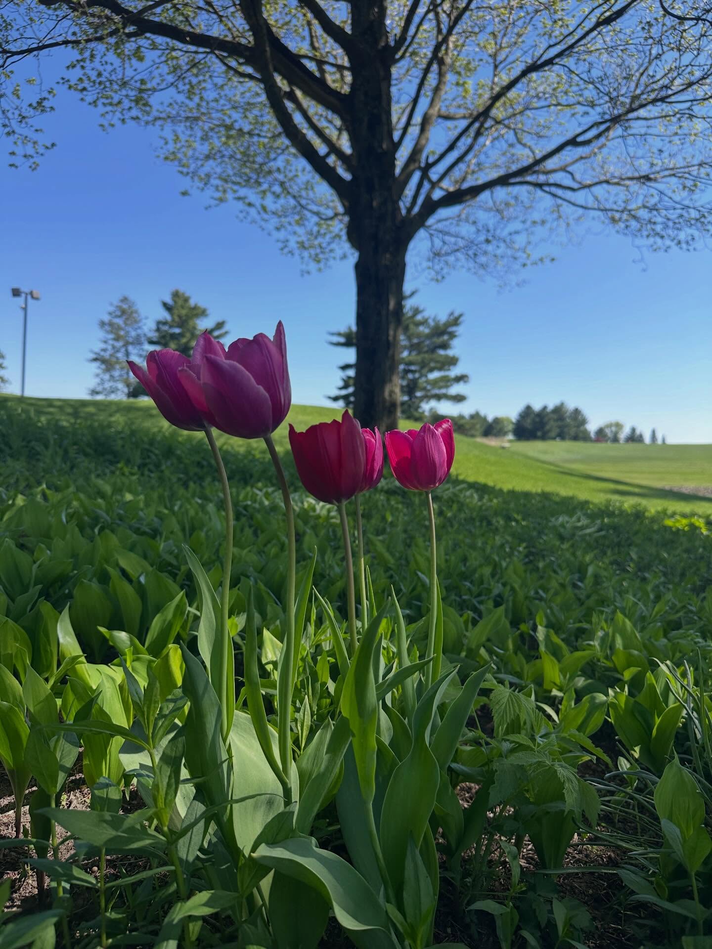 *Artistic angle of tulips in bloom*