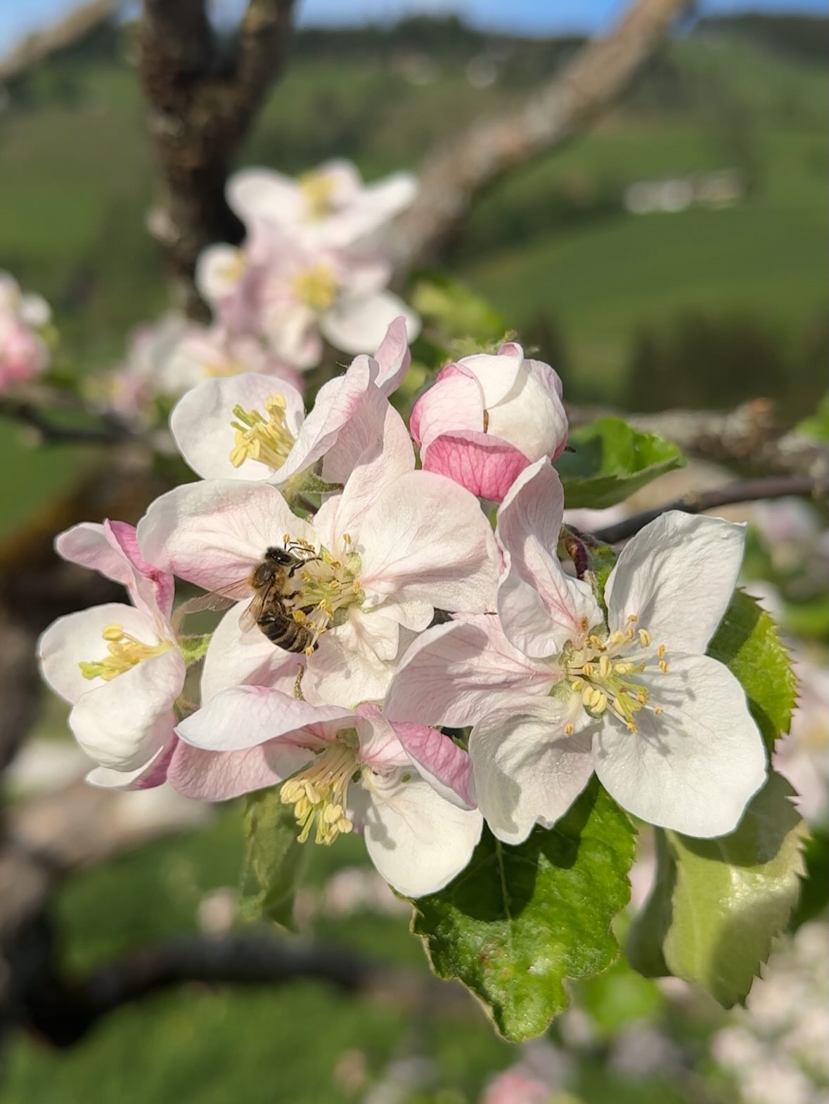 Die Obstbäume am Obersteghof stehen in voller Blüte. 🌸🍎🍐
Unsere Apfelbäume und unser Birnenbaum zeigen sich gerade von ihrer schönsten Seite – und die fleißigen Bienen haben alle Hände voll zu tun. 🐝
Mit ihrer wichtigen Arbeit sorgen sie dafür, dass aus den zarten Blüten später knackige Äpfel und saftige Birnen wachsen können.
Die schönste Zeit im Frühling.
#frühling #blüte #nature #bienen