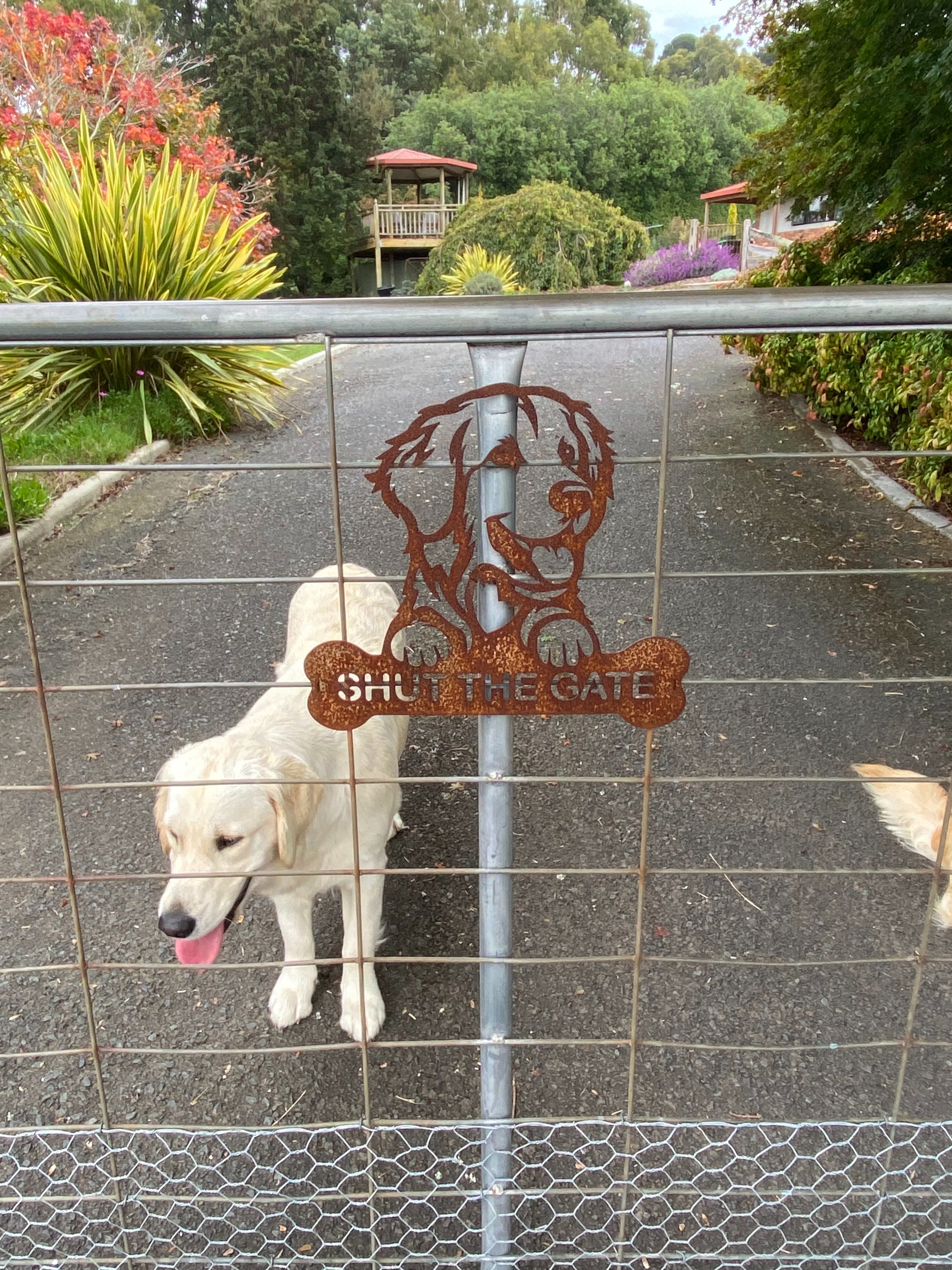 Maisie and Rusty have made it very clear 🐶🐶
Thanks to Janelle for sending through these photos of her Shut the Gate sign, now rusted up beautifully on the driveway gate.
Those two aren’t letting anyone forget the rules 🫵🏼