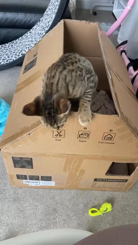 Update on Remy in his new home. You can’t beat a cupboard box 😂