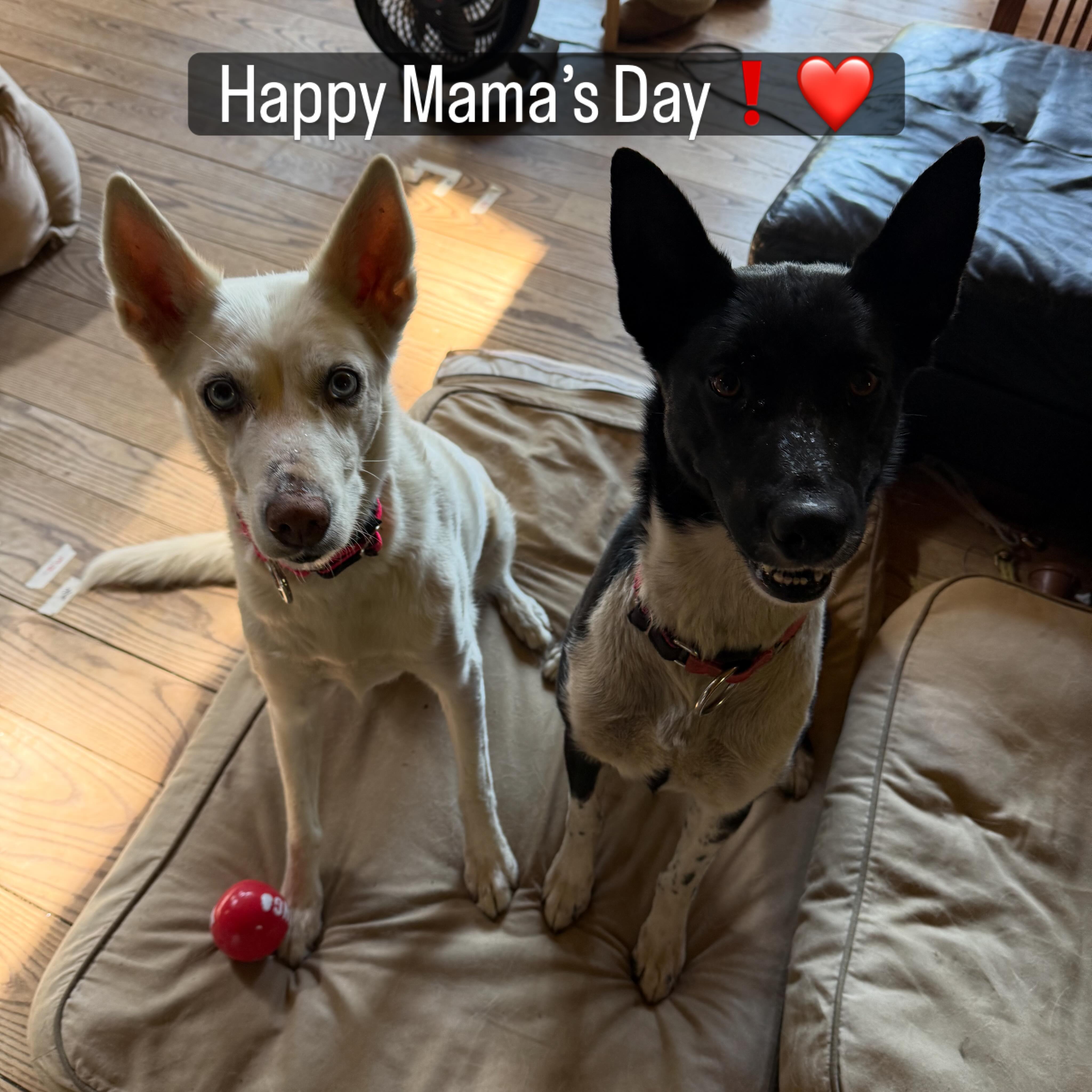 Happy Mama’s Day Mama Una & her daughter Yezzie & me & all my doggies❗️❤️⭕️❌ #mamasday #happymothersday❤️❤️❤️ #lovemydogs