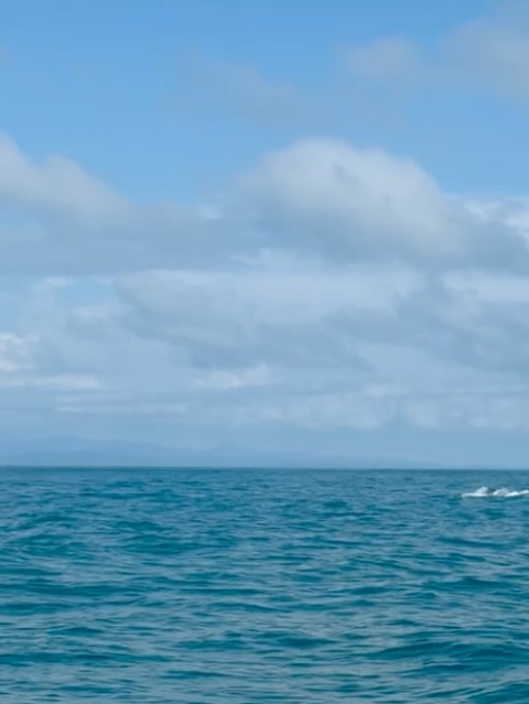 El Chocó en mayo no deja de sorprendernos, cada expedición es diferente, cada una deja un recuerdo imborrable en nosotros. Este año cumplimos una década desde que empezamos a explorar el mar de tribugá durante la migración de sardinas y como todos los años el mar nos dio un regalo inesperado. Pensamos que habíamos encontrado delfines, pero al afinar nuestra mirada un poco más, nos dimos cuenta que en realidad estábamos viendo una manada de falsas orcas que transitaban frente a Punta Brava rumbo a Cabo Corrientes. La dicha se puede oír y ver en los videos, el tatuaje mental que queda es el sonido que pudimos oír de sus cantos ( video #2 ). Definitivamente queda mucho por explorar en el maravilloso océano pacífico. 🌊🐟🤞🏾
📹 @juanachaparro @pedrojuanisaza @dairocajiao23
