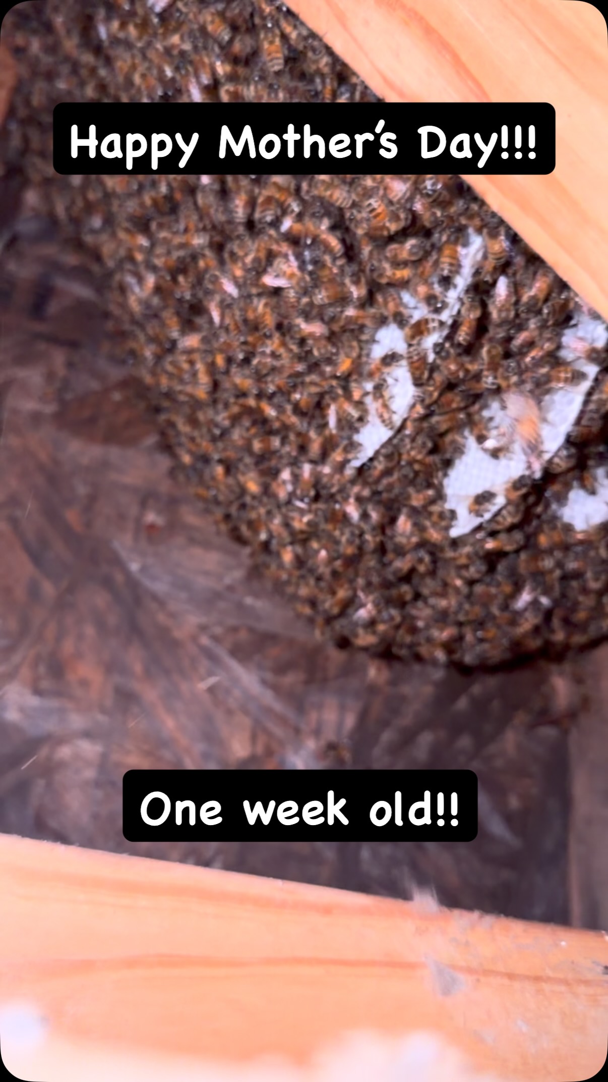 1 week old!!#savethebees🐝 #localhoneynashville #livebeeremoval #beeswax #tennessee