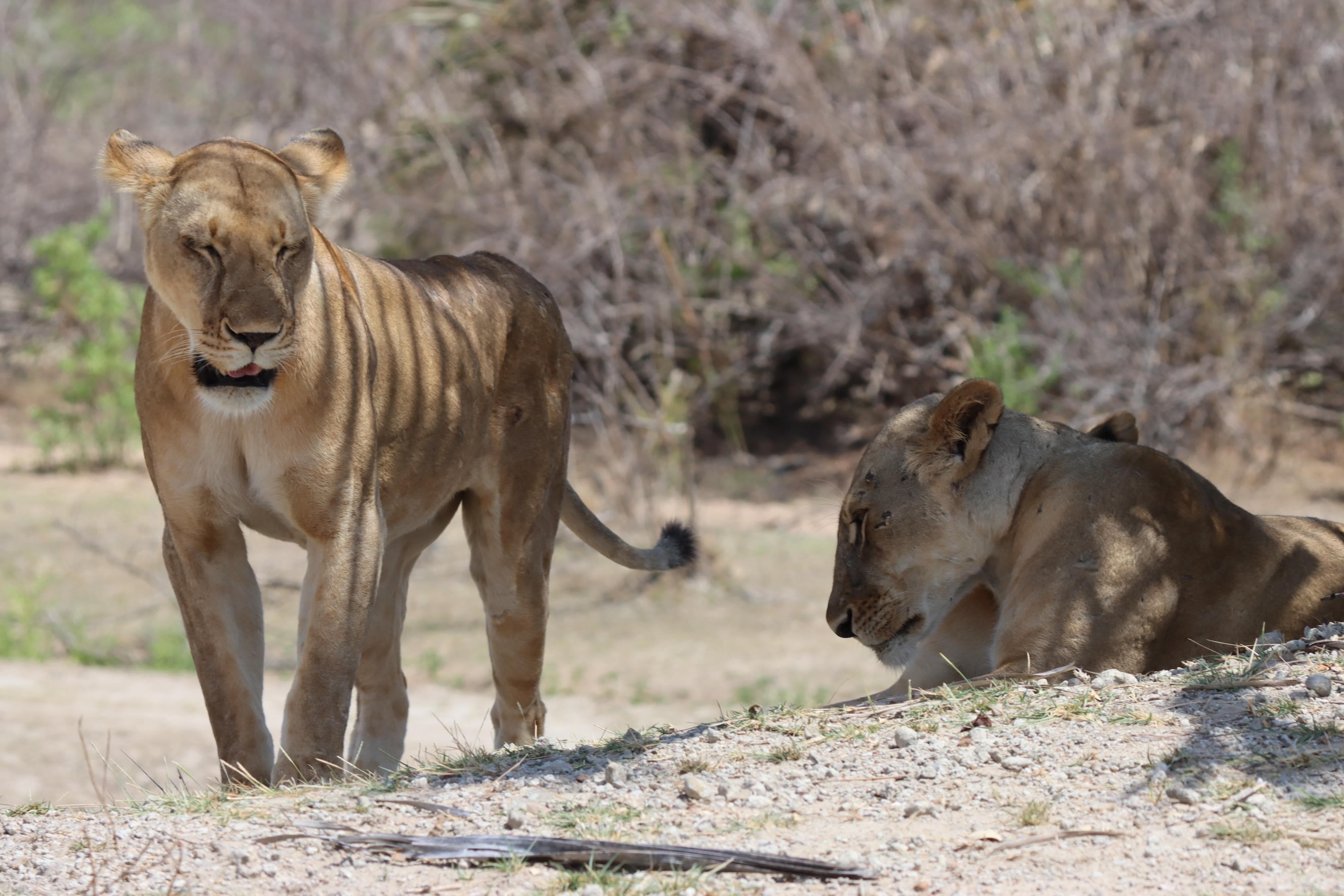 Two lionesses share a quiet moment in the wild, surrounded by the dry beauty of the African bush. One stands alert and watchful while the other rests peacefully in the shade, capturing the perfect balance between strength and calmness. Their presence reflects the unity, resilience, and silent power that define life in the wilderness.
#safari #lion #wild #nature #tanzania