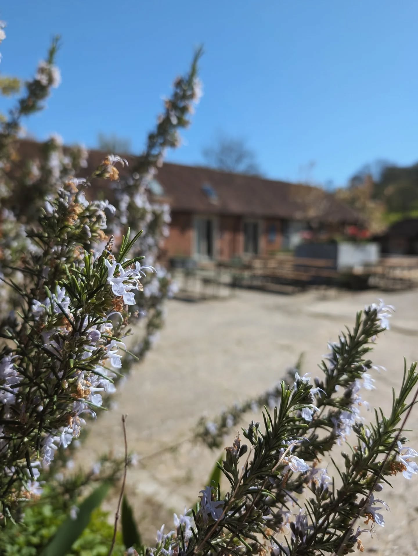 THIS SATURDAY...
There is just about time to grab the last few seats for our Courtyard Dinner at Mill Yard this weekend!
We cannot wait to turn up and get cooking in the beautiful set up that is @millyard_petworth
Saturday 16th May
Starts at 6pm
£75 per person, which includes all food and aperitif on arrival.
Swipe across to see the menu and get in touch asap to nab yourself a seat, it's going to be glorious. 🥂🌞✨
@sussexstories @discover_sussex @experiencesussex @sussexexclusive #juniperatnight #juniperevents #courtyarddinner #sussexfoodanddrink #junipercafearundel