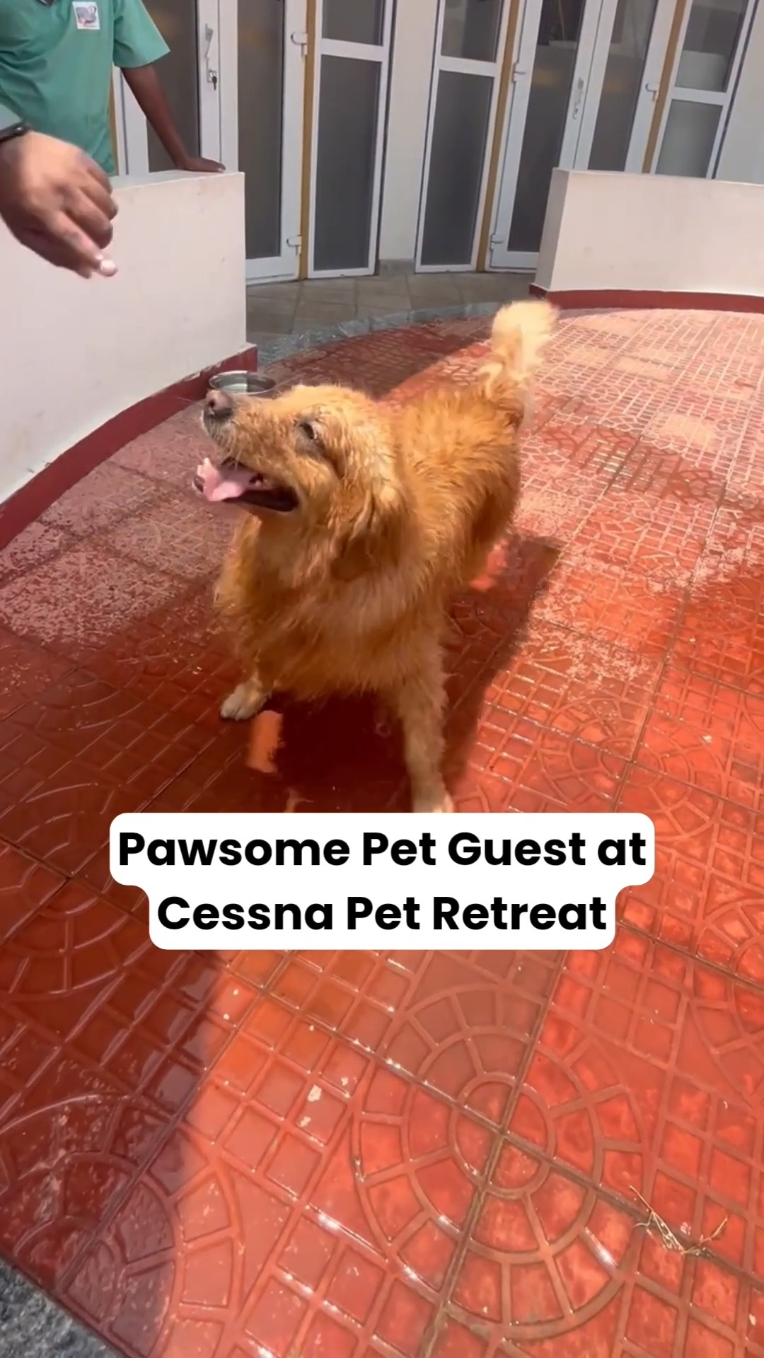 We loved hosting this lil' cutie at Cessna Pet Retreat! We always love to see them have fun and enjoy the space and feel super comfy!
That is our Motto!
Call us on 7619634627 to know more about our Pawsome Pet Boarding Resort just for our furries!
#cessnalifelineveterinaryhospital #cessnalifeline #20yearsofcessnalifeline #petboarding #catboarding #dogboarding #boardingforcats #boardingfordogs