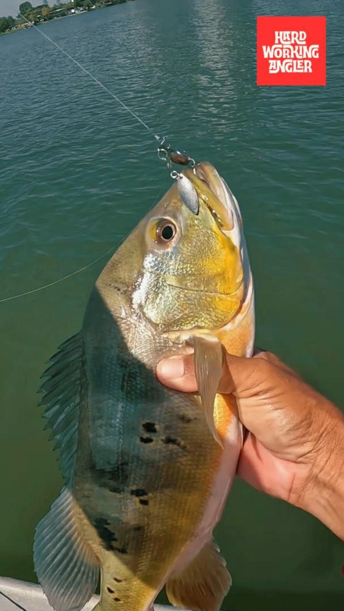 Nice urban lake peacock bass. Fully bulked up and getting ready for the spawning season. These fish hit extra hard when they’re in this condition.
Our website - https://www.hardworkingangler.com
#peacockbassfishingguidemalaysia #hardworkingangler #fishing #visitmalaysia #peacockbass