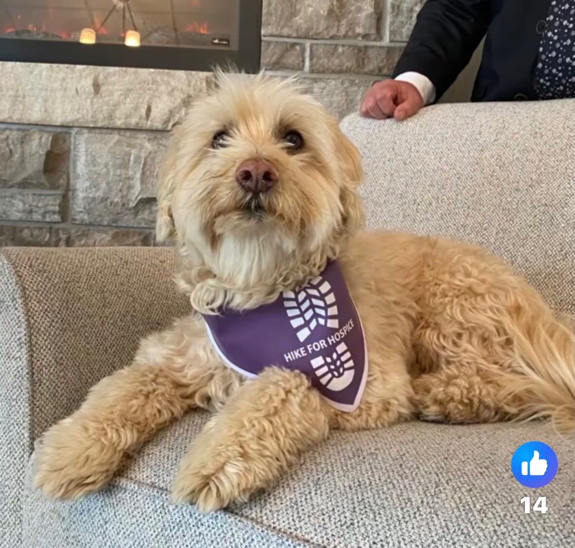 Bentley looks so handsome, sporting the hike for hospice pet bandana printed by Prism Embroidery. Contact prism embroidery for your unique projects big or small. 705-328-2823
