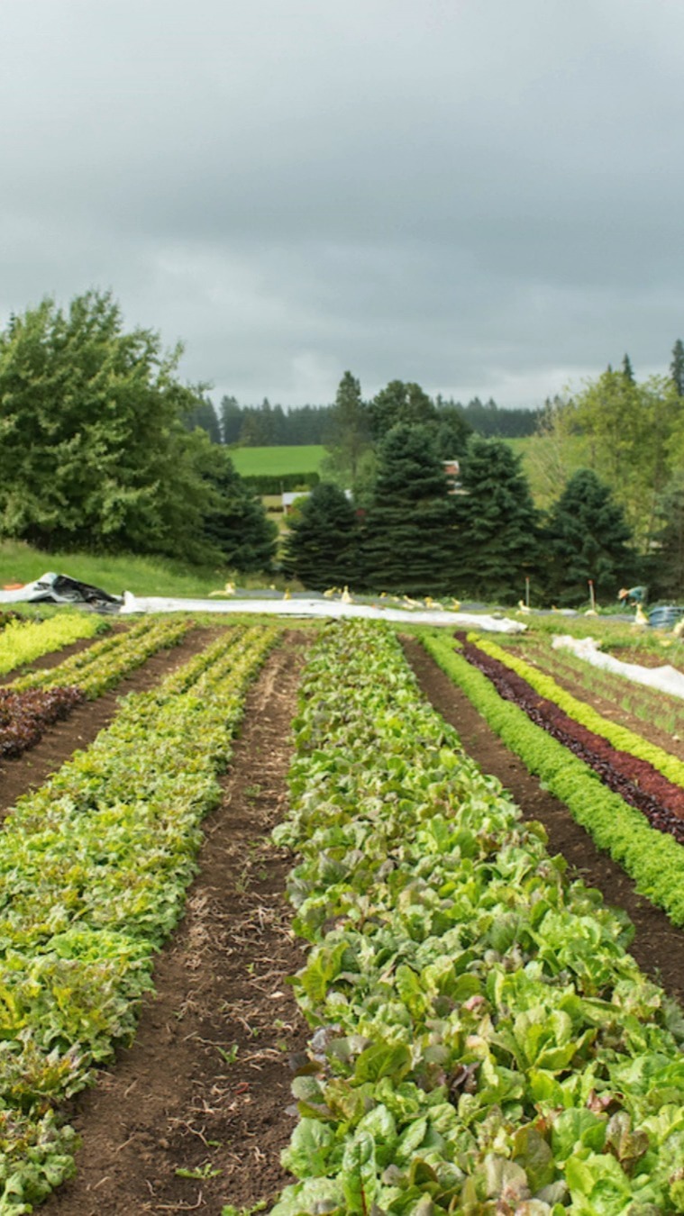 PNWCSA has welcomed many new farms to the coalition this year! We’re excited to welcome a new group of Portland urban farms to the PNWCSA Coalition 🌱
Please help us welcome:
@xoxos_eggs_at_astral_farms
@bybeevictorygarden
@copihuefarm
@tiny_acre_
These farms are helping grow a stronger local food system right here in Portland, and we’re glad to have them as part of the coalition.
#PNWCSA #CSA #PortlandOregon #SupportLocalFarms #CommunitySupportedAgriculture #LocalFood #PortlandFarmers