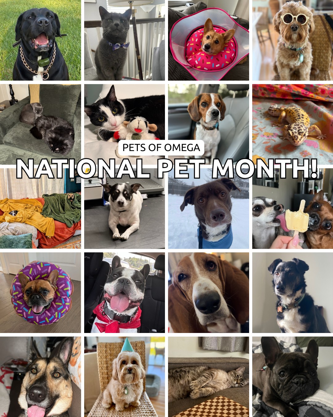 Happy National Pet Month from Omega's furry (and scaly) friends. They don’t answer emails, but they do boost morale 🐾🐶🦎🐱
