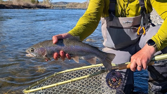 Our friend and winner of the White Fish Can’t Jump silent auction, Mike Canetta and wife getting it done on some caddies dries with a 5 weight Syringa Sullivan rod!
Nice work and nice pics guys! 🍻