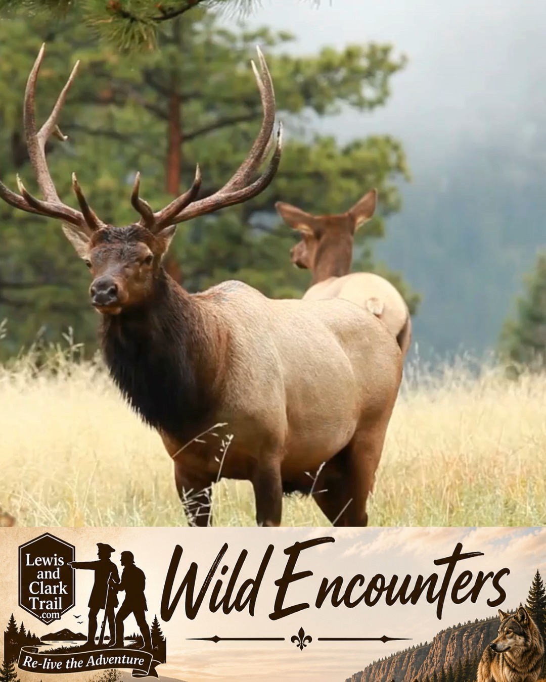 Where the Wild Slows Down
Morning comes quietly along the trail.
Mist lifts. Light settles. And then—movement.
🦌 Elk step into the meadow
🌿 Deer pause at the edge of the trees
This wasn’t rare for the Corps of Discovery.
It was part of the rhythm of the land—seen day after day as they moved west.
And today… it still is.
📍 Where to see it:
• Charles M. Russell National Wildlife Refuge in Montana
• Lemhi Pass area in Idaho
• Painted Rocks State Park West Fork Valley of the Bitterroot Mountains, Montana
🛏️ Stay in Hamilton, Montana
Cabins, lodges, and small-town stays near these landscapes offer front-row access to sunrise wildlife. @EXPEDIA Link in Comments.
📖 Read the Journey
The Essential Lewis and Clark: Historic Journals of American Exploration and Native American Encounters by Landon Y. Jones
Step into the moccasins of the Corps of Discovery as they encounter a world few European Americans had ever seen—antelope, prairie dogs, and the unforgettable grizzly bear.
🎧 Available in audio or paperback @ AMAZON - Link in Comments
🧸🐺 Keep Your Distance
Stay at least 100 yards from bears and wolves, and 25 yards from all other wildlife.
🚫🍿 Never Feed Wildlife
Feeding animals can harm their health and change natural behaviors.
🚶♀️❌ Do Not Approach or Follow Animals
Give wildlife space to move and behave naturally.
🔭📷 Use Binoculars or Zoom Lenses
Enjoy close-up views without disturbing animals.
🐕🦮 Keep Pets Leashed—or Leave Them at Home
Loose pets can stress wildlife and create dangerous situations.
🌲🦌 Respect Wildlife & Their Habitat
Protecting wildlife helps keep both animals and people safe.
#Elk #Deer #WhereTheWildSlowsDown #LewisAndClarkTrail #WildlifeWatching #ExploreMore #MorningLight #NatureMoments