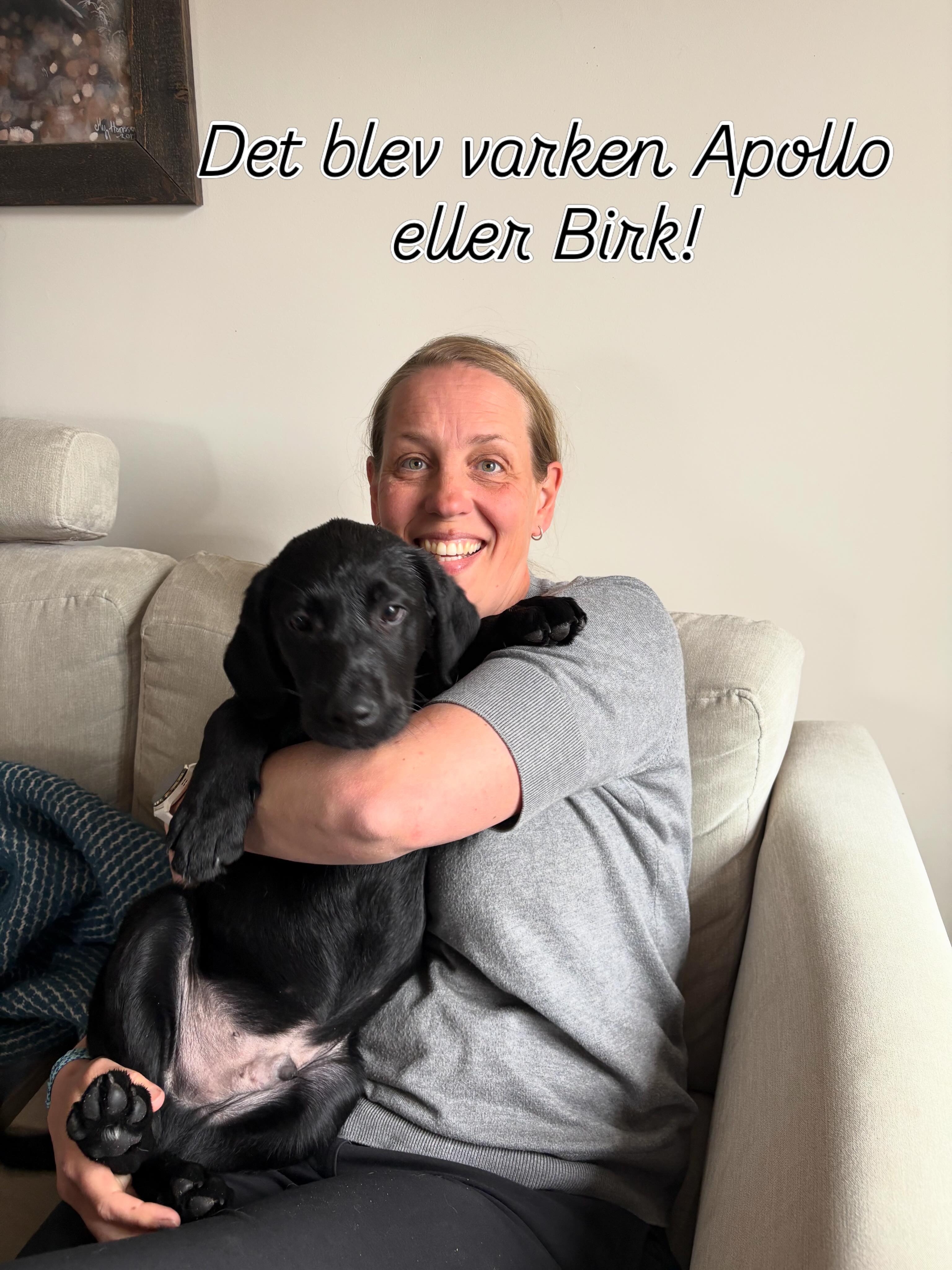 Här är han, min Gabel Gundogs Apollo. Men han är ingen Apollo när jag äntligen fick träffa honom. Inte heller är han en Birk. Han är kvick och pigg på äventyr, en kavat kille som vill upptäcka världen utan rädslor. Han är min Kvick 🥰😍 #teamolsen #teamolsenforthewin #tillökning #välkommenälskadekvick