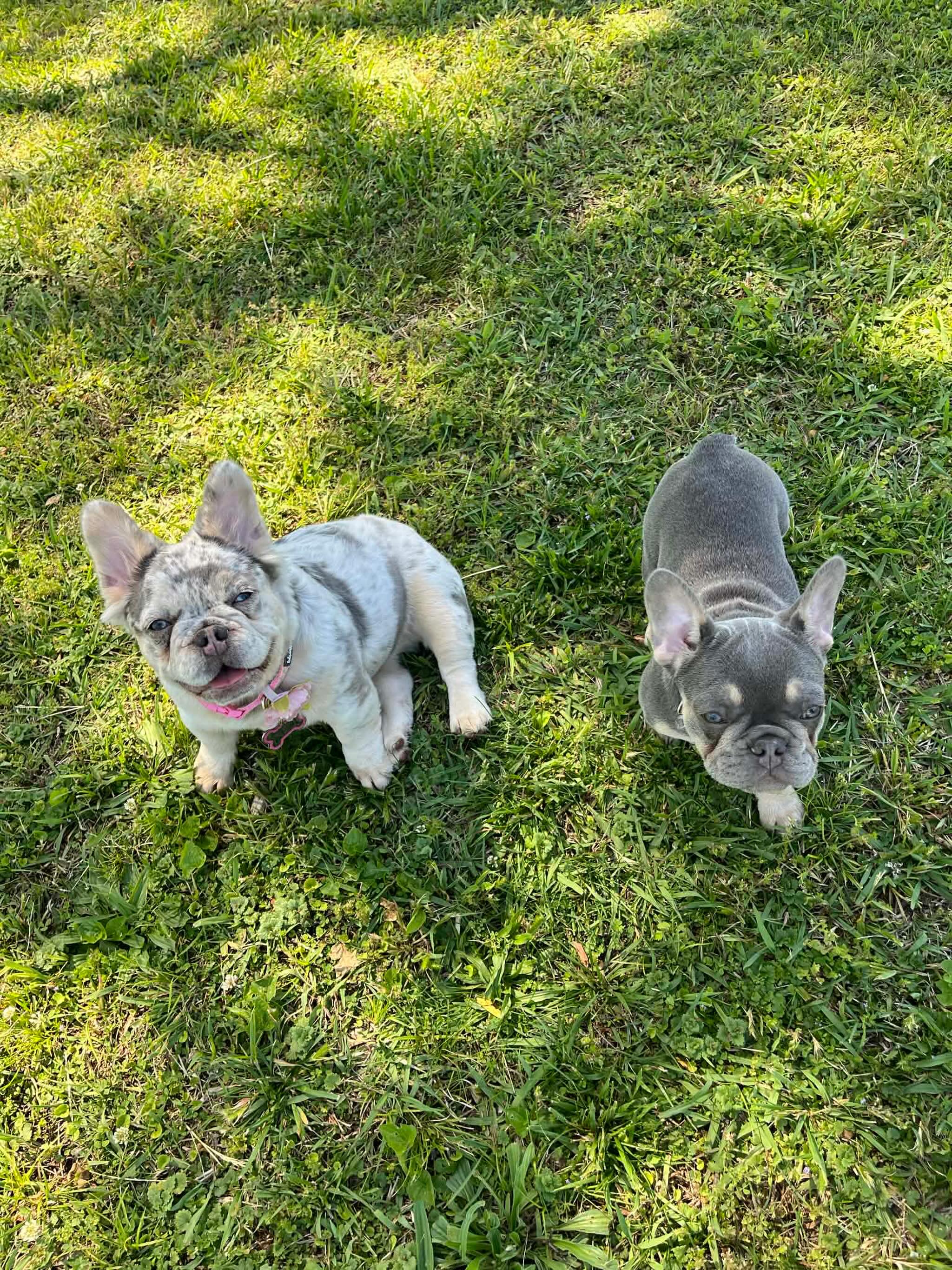 Two of our girls that will be future SBF mommas. 😍😍
Daisy - Lilac & tan Merle fluffy
(Parents are Kane and Delilah)
Dior - Lilac & Tan carrying rojo
(Dad is NashVegas. Mom belongs to some friends)
#futurebabymommas #sapphirebluefrenchies #lilacandtan #frenchies #frenchiepuppies
