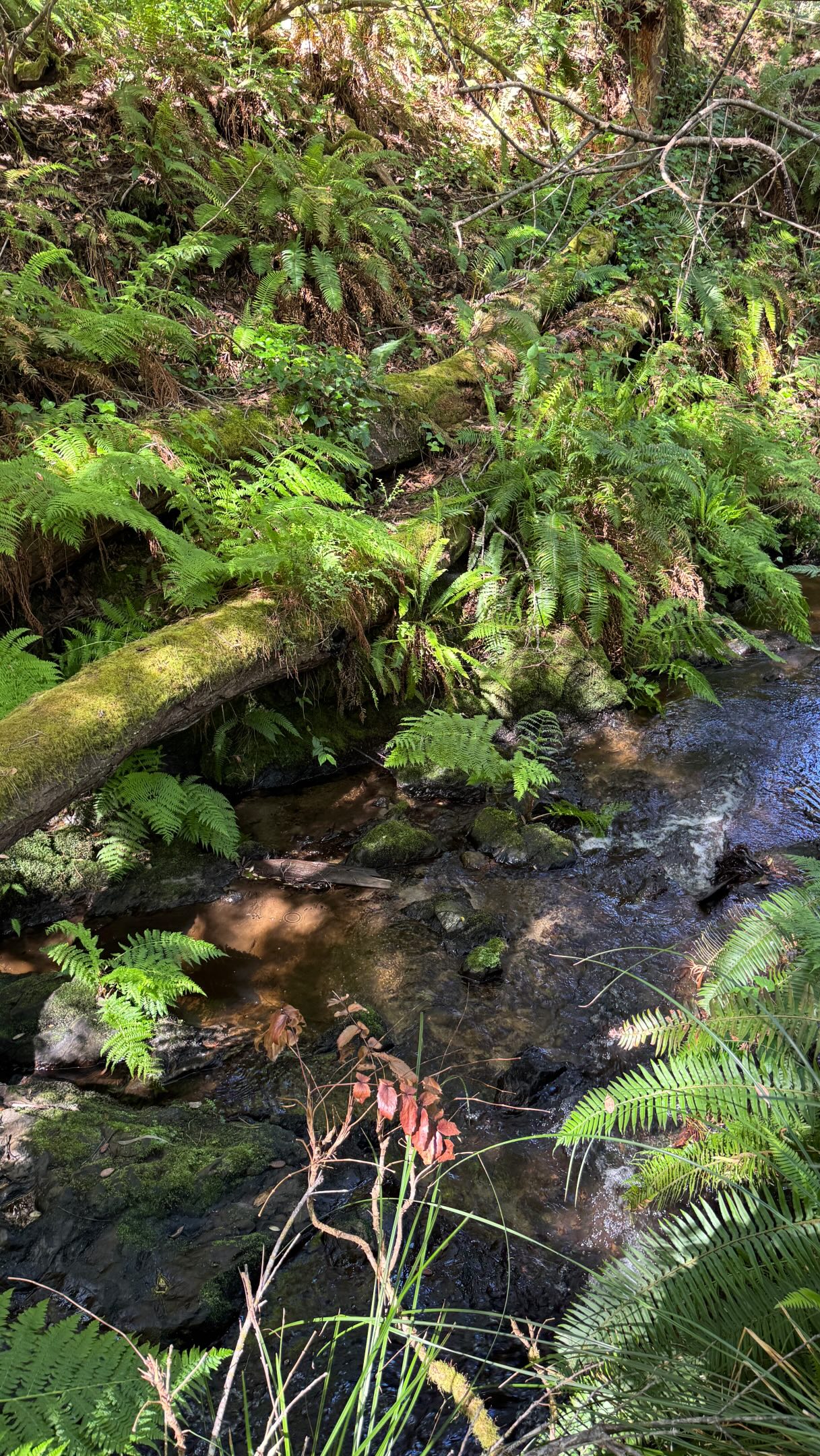🌿 We recognize and support the recent decision to rename the creek that passes through Mendocino Coast Botanical Gardens, where it meets the mighty Pacific Ocean, from “Digger Creek” to “Stanley Creek.”
Historically, the term “digger” was used by early settlers as a derogatory term for Indigenous people in California, including Native communities in Mendocino County. Its use reflects harmful stereotypes and language that caused lasting harm to Indigenous communities.
Approved by the U.S. Board on Geographic Names and the California Advisory Committee on Geographic Names, the renaming honors Clyde Stanley, a World War II veteran, the first Chairman of the Sherwood Valley Tribe, educator, and advocate for Northern Pomo language and culture.
In conversations with representatives from the Sherwood Valley Band of Pomo Indians and the Noyo River Indian Community, we learned more about the thoughtful process behind the new name. While a traditional Northern Pomo name was initially considered, the family ultimately chose “Stanley Creek” to honor Clyde Stanley while creating a name more easily recognized by the broader public.
Born on Noyo Beach, Mr. Stanley lived through the forced displacement of local Indigenous communities as the town of Fort Bragg developed. Long before formal cultural resource protections existed, he practiced what is now recognized as cultural monitoring, helping preserve and pass on cultural knowledge and connection to place. Today, his legacy lives on through generations of family members who remain rooted along the coast and continue to uphold Coastal Pomo traditions.
This change represents an important step toward honoring Indigenous heritage, visibility, and representation on the Mendocino Coast. We are grateful to the tribal representatives, agencies, and community members whose collaboration made this possible.
#mendocinocoast #northernpomo #indigenousheritage #environmentalstewardship