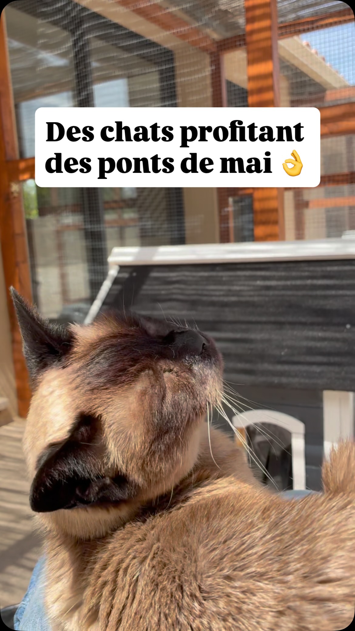 Les humains profitent et les chats aussi 🤗
#pensionpourchats #hotelpourchats #aixenprovence #cat #larecreduchat