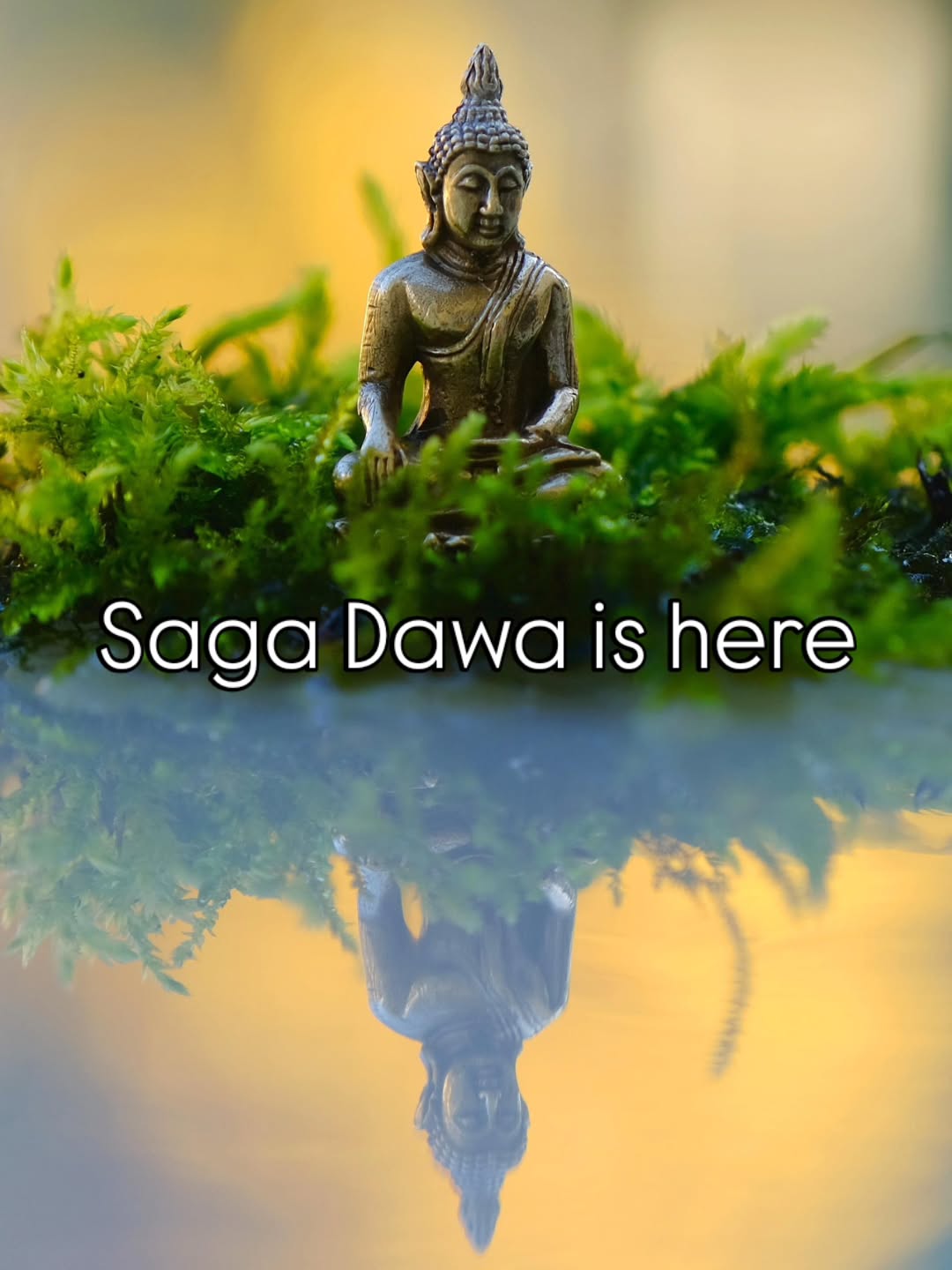 Saga Dawa is one of the most sacred times in Tibetan Buddhism, a deeply spiritual month dedicated to compassion, generosity, prayer, and mindful living. It honours the birth, enlightenment, and passing into parinirvana of the Buddha, all believed to have occurred during this sacred lunar month.
In 2026, Saga Dawa runs approximately from 17 May to 15 June, with the most sacred day Saga Dawa Duchen falling on 31 May.
During this time, the effects of our actions are said to be greatly amplified, making it a powerful month for:
Acts of kindness
Meditation and prayer
Charity and service
Compassionate living
Spiritual practice and reflection
Many people choose to Offer help to others, Light candles or butter lamps, Practice meditation or mantra, Make offerings, Spend time in nature and eat more consciously or practice non-harming.
One beautiful aspect of Saga Dawa is that anyone can participate, you don't need to be Buddhist. The heart of the practice is simple: cultivate compassion, awareness, and kindness in whatever way feels meaningful to you.
Even small acts carry deep significance, Feed someone, Speak gently, Donate to a cause, Sit in stillness, Forgive, Care for the Earth.
This sacred month reminds us that every action matters, and that kindness creates ripples far beyond what we can see. #sagadawa #Buddhist #takecontrolofyourwellbeing #wellnessthatworks #wellbeingworkshops