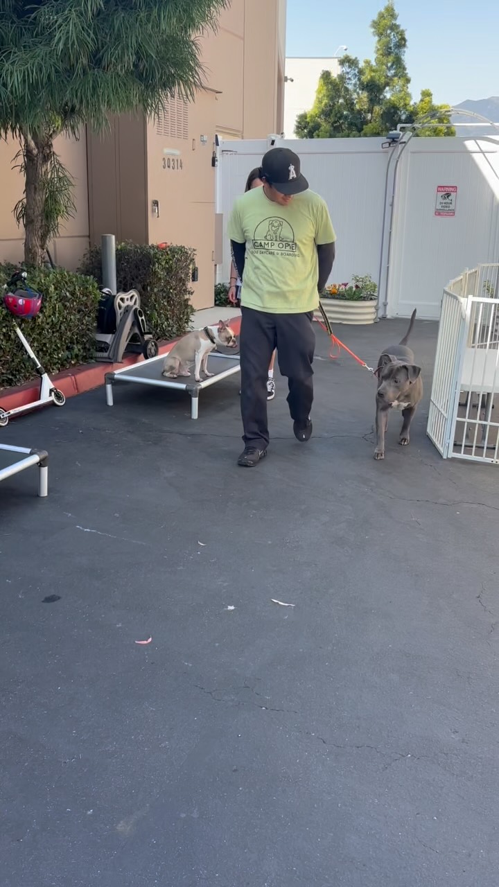 Our Hope & Healing Handlers working hard on place training with our foster pups. 🐾
These sessions are about so much more than training, they help build confidence, trust, patience, and connection for both our youth volunteers and rescue dogs. Watching these pups learn and grow alongside such compassionate young handlers is truly so special.✨
Every little step helps prepare our foster pups for their forever homes. 🫶🏽 If you would like to join us and become a part of these wonderful pups’ journey to their forever homes, please send us a message or text (949) 354-2173. 💞