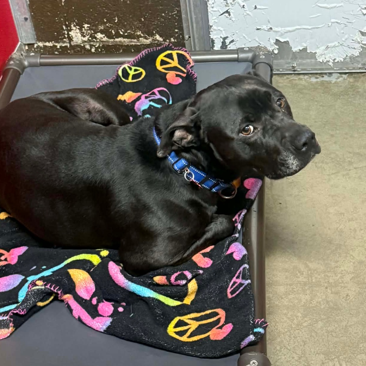 Just another day of Woody waiting… and wondering when someone will finally choose him 💔🐾
Woody has been at the pound for almost 8 months now. 8 months of watching other dogs leave… one by one… while he stays behind, still hoping today will be his turn 🖤
What does this perfect boy have to do to be chosen?
He sits quietly, watching, waiting, longing for a home, a couch, a person to finally call his own 🥺
Woody is 4 years old, about 60 lbs, a black Lab/Pit mix who loves with his whole heart. He’s sweet, loyal, and just wants to be close to someone who will love him back 🐾
✨ Potty trained
✨ Crate trained
✨ Neutered & fully vaccinated
✨ Loves car rides 🚗
✨ People obsessed ❤️
He would do best as the only pet so he can finally have all the love he’s been missing.
Black dogs like Woody are so often overlooked… but this boy deserves a chance too 💔
💛 Adoption fee FULLY SPONSORED for an approved adopter
Please don’t let Woody wait another day wondering why no one has chosen him 🐶🖤
Please complete your application today 🤗
Thanks to Warden Crystal for the photo!
love, taylor & rob ❤️🐾
http://dogwarden.co.trumbull.oh.us/dw_adoptablesearch.html
Trumbull County Pound:
7501 Anderson Ave.
Warren, Ohio 44484
330-675-2787