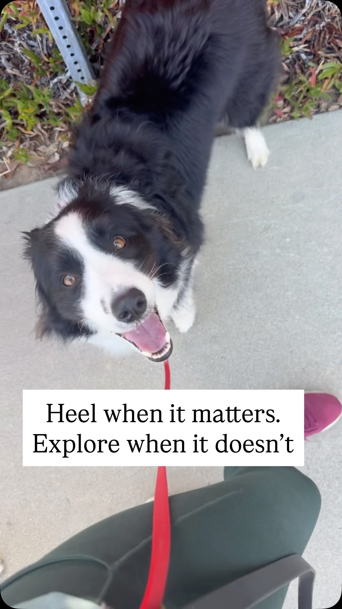 Heeling 24/7 is not a personality.Neither is chaos.
There’s a middle ground, and it’s where the best walks live. On/off. Structure when needed, freedom when earned. That’s not softness, that’s skill.
Reactive dog? Leash-frustrated dog? This is exactly where we start.
#LeashTraining #DogReactivity #BalancedTraining #dogtraining