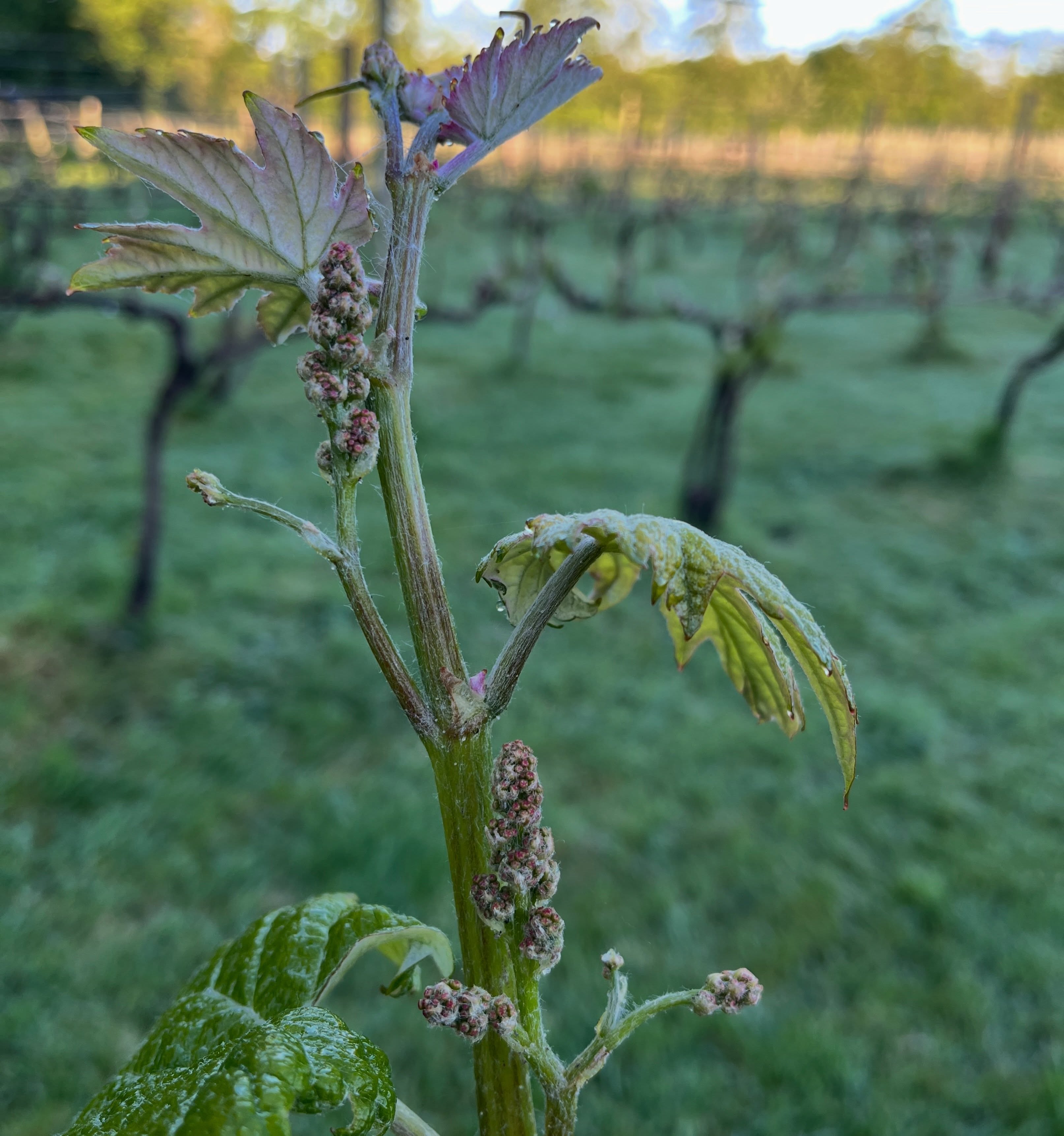 “A narrow squeak for our vine shoots this morning. Temperatures dipped to just 0.9°C for half an hour around 5.30am — this photo was taken an hour later at 6.30. Thankfully the shoots are still standing upright tonight, but with another marginal frost forecast ahead, we’re not out of the woods yet. Everything crossed 🤞🤞🤞