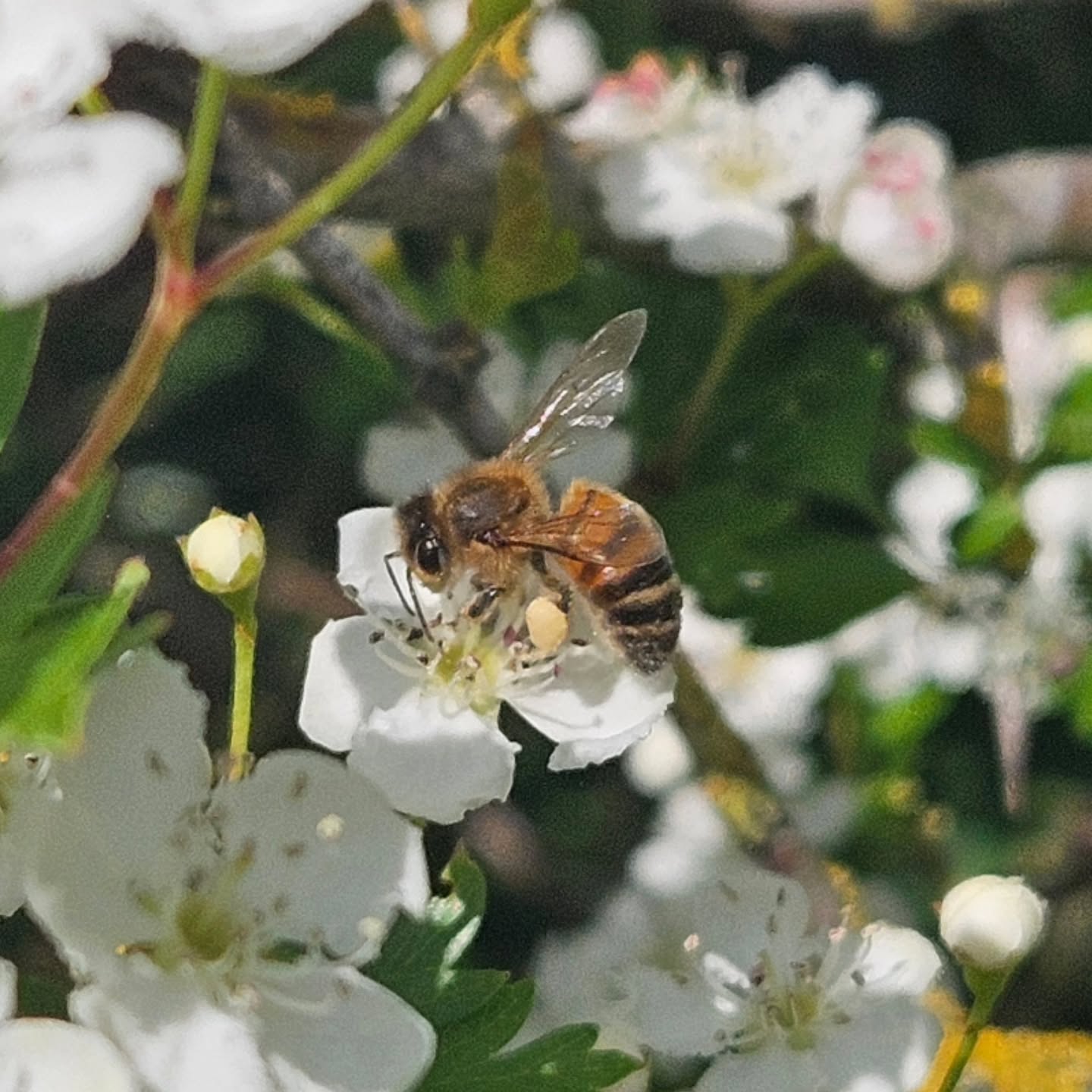 What a season so far! Even with the cold winds and lack of high temperatures in Yorkshire, our bees have taken full advantage of any nice spells. We're seeing rapid expension and colonies dripping in nectar.
We'll not count our chickens but it bodes well for the rest of the year.
Theres a good chance the 2026 nucs will be bursting in weeks.
Hope your season is going to plan too.
#yorkshirehoney #beesforsale #nature #derwenthoney #bees