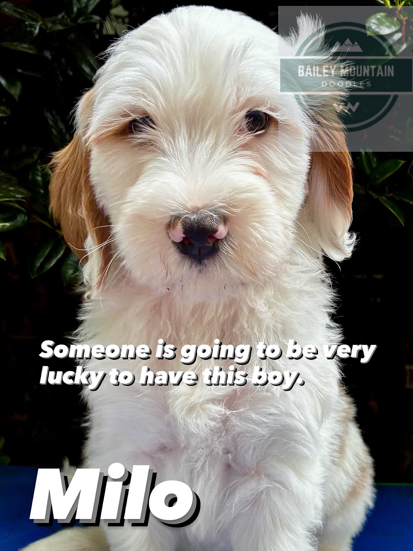Milo is ready for his new home! Message for details!!
#goldendoodle #dogsofinstagram #doodlesofinstagram #goldendoodlepuppylove #multigengoldendoodle#goldendoodlepuppiesforsale#goldendoodlesofsc#standardgoldendoodle
#bernedoodle #doodlesofinstagram #dogsofinstagram #bernedoodlepuppy #doodlesoftheworld #bernedoodles #doodles #goldendoodle #bernedoodlesofinsta #doodle #dogstagram #dogoftheday #dogs #puppies #standardbernedoodle #bernedoodlelove #bernedoodlesofig #bernedoodledaily #bernedoodlelife
