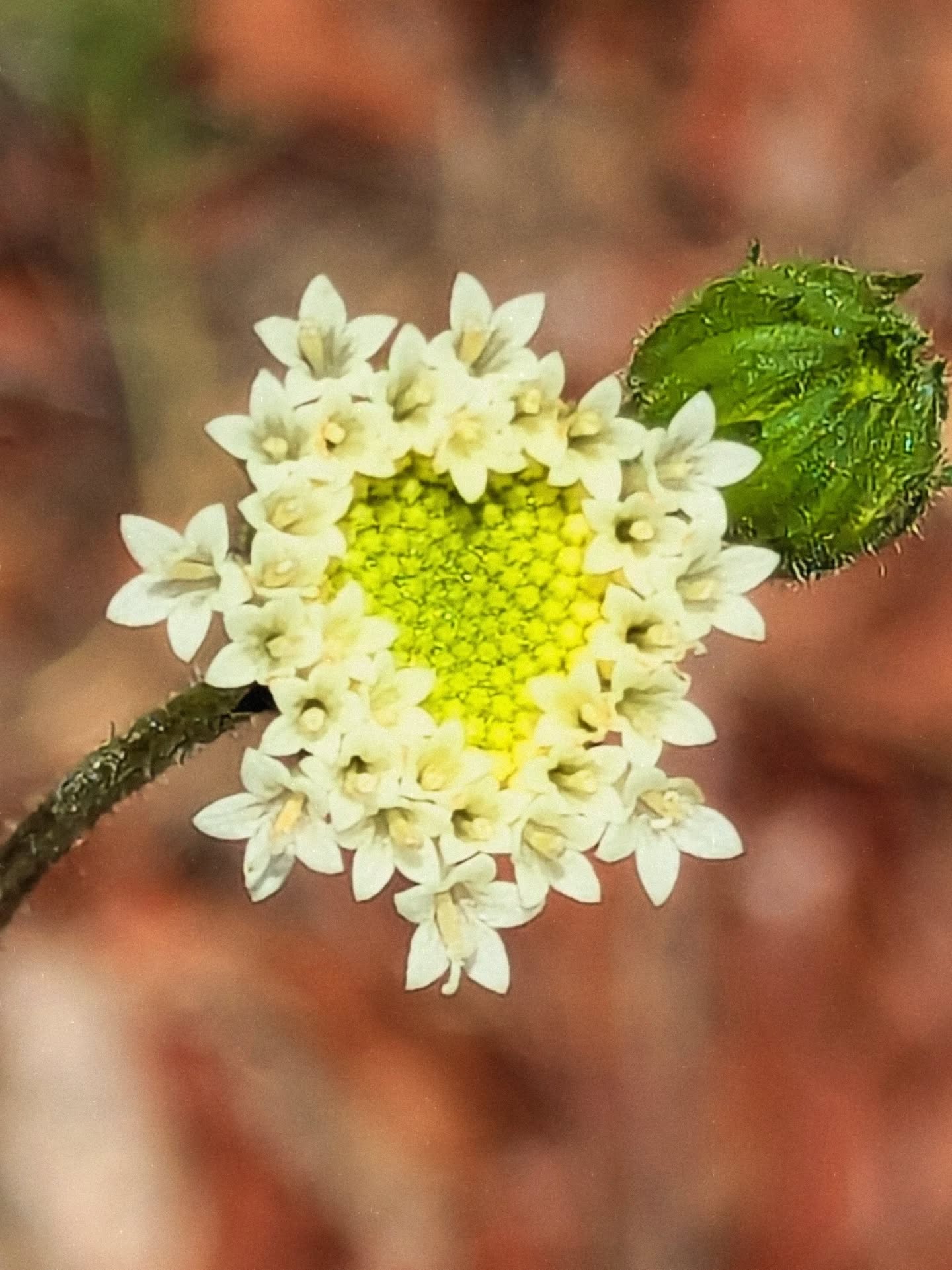 Happy Mother's Day y'all. 💕
Thank you thank you thank you to all the Mothers out there: human, more than human, intentional, accidental, adoptive, living, ancestral, and planetary. 🌎
(Chaenactis artemisiifolia)
.
.
.
#Northstarnaturalist #mothersday2026 #motherearth #loveyourmother