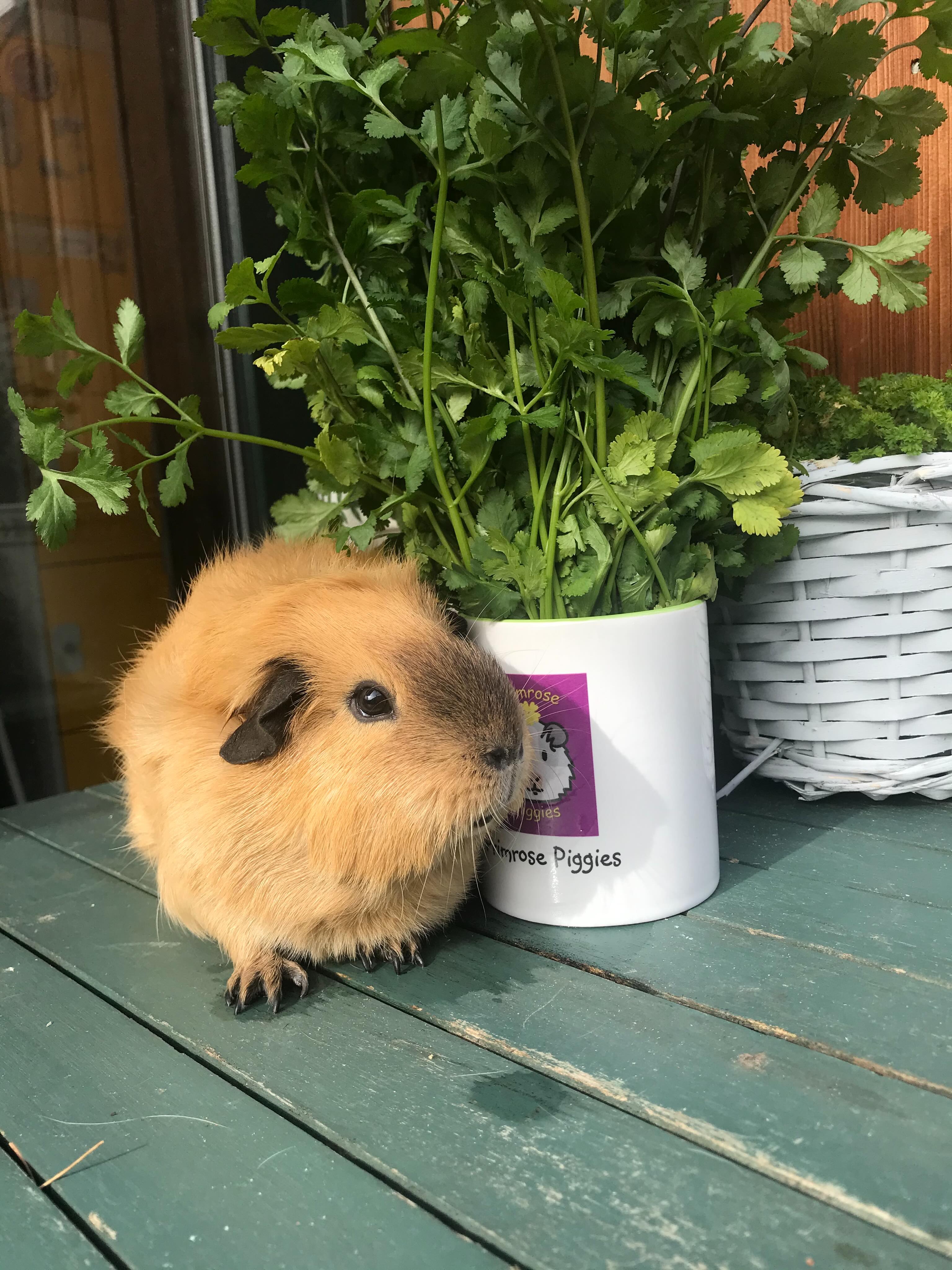 Hope you have a lovely weekend whatever you are doing 🌸🌼❤️
Please be aware that we cannot access our WhatsApp messages at the moment. Please email
primrose.piggies@hotmail.com
Or message through our website
www.primrosepiggies.co.uk
#bedford #bedfirdshire #guineapigs #sanctuary