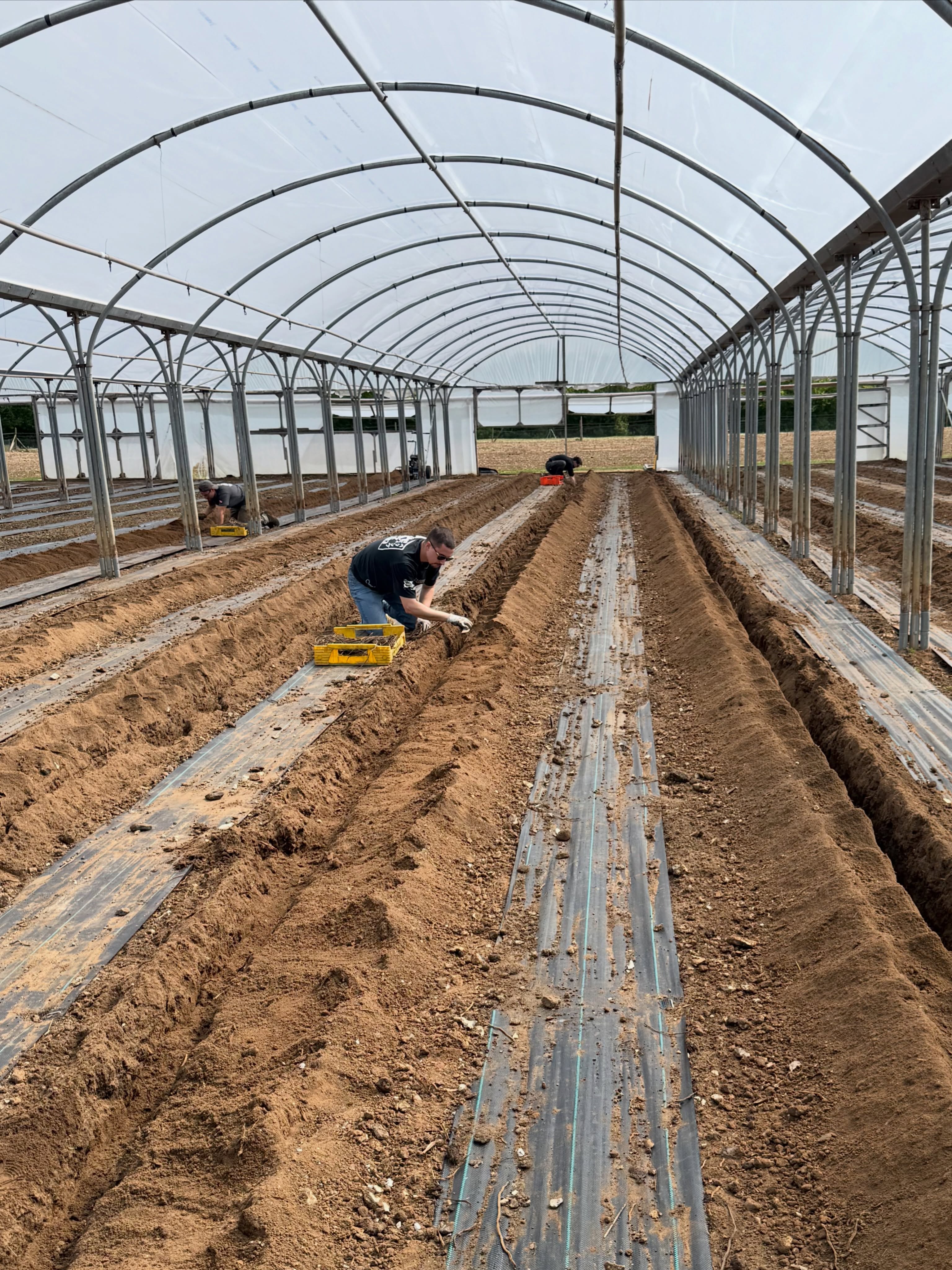Last month we helped plant some asparagus @cambridgeasparagusfarm We had so much fun learning what’s involved; it will take 2 years for anything to come from the plants we put in but then they should produce for 10 years. Swipe to see our asparagus starter currently on the menu 🌱
#cambridge #asparagus #farm #restaurant #menu