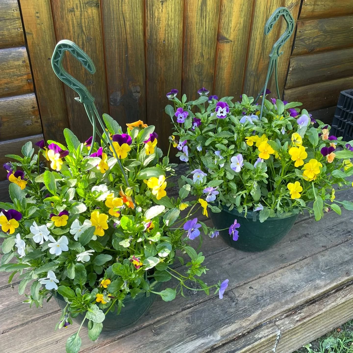 Hanging baskets looking for somewhere to hang👀 🌼
We have a choice of dainty violas, bold pansies or beautiful petunias at £12.50 each🌸
Take your pick and brighten up the outside of your home 🌿
Message us to order 💌
#knaresboroughindie #knaresboroughplant #hangingbaskets #harrogateplants #supportlocal