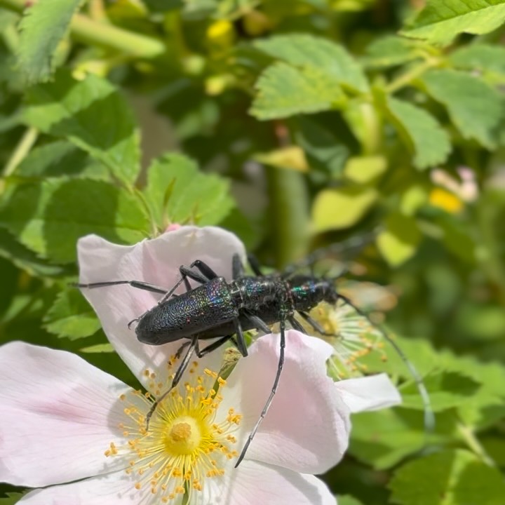 La magie de mai à Oh, le château! ✨ Entre balades bucoliques, moments de détente sous les arbres et plaisirs de la table...
Tout n’est que douceur : les teintes pastel du jardin, le ballet des oiseaux et ce sentiment de liberté. Une parenthèse enchantée pour oublier le quotidien en toute simplicité. 🌿💕
Prêts pour une escapade printanière ?
————————
Mei op zijn mooist ✨ Struinen door de tuin, zachtjes schommelen onder de bomen en natuurlijk... heerlijk eten.
De kleuren zijn zacht, de vogels vliegen af en aan en er hangt overal liefde in de lucht. Het is zo’n lentedag waarop je alles even loslaat en simpelweg geniet van het moment. 🌿💕
Kom je ook de lente vieren?
#escapadeweekend #douceurdevivre #ohlechateau #cuisinegourmande #bijzonderplekjefrankrijk