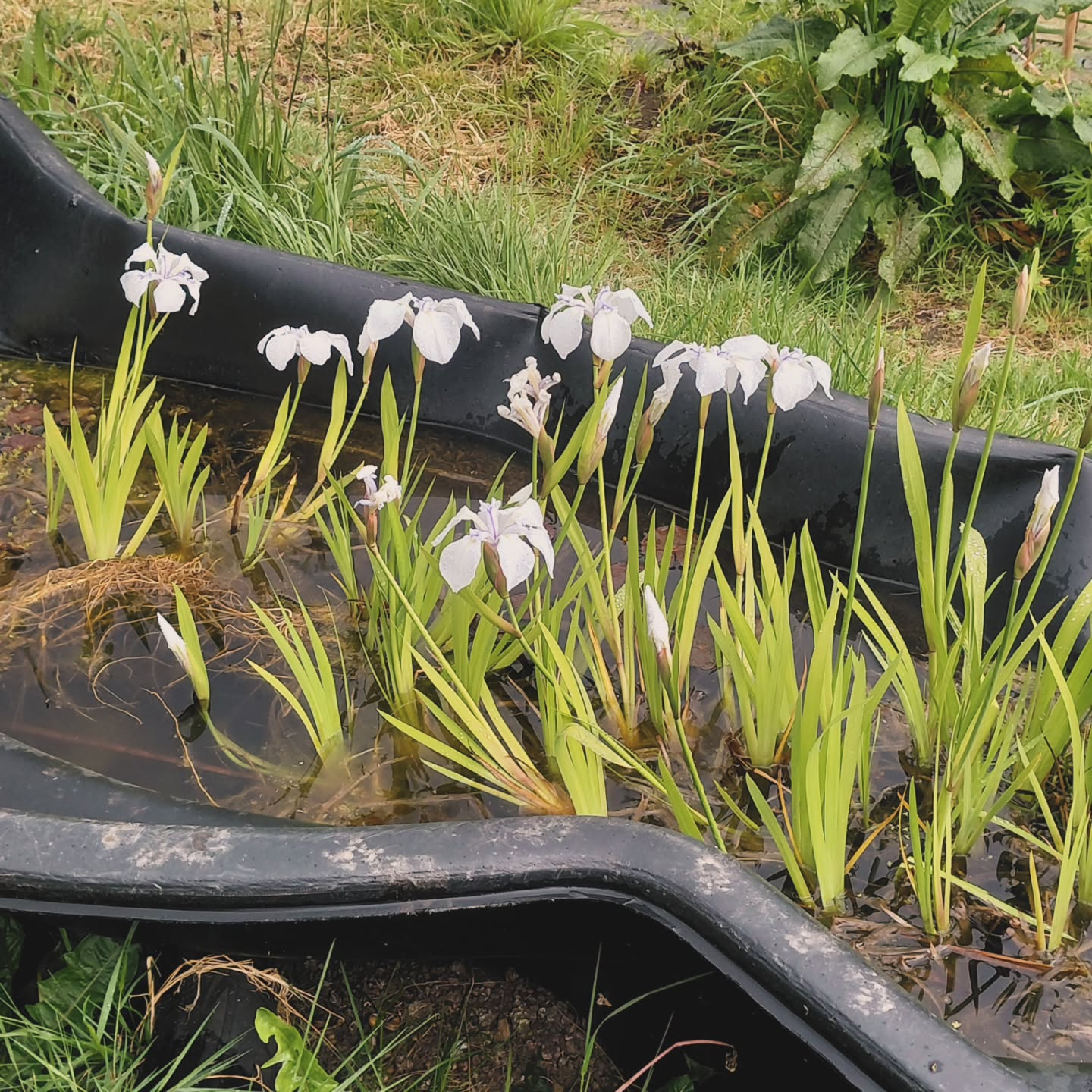 3 years since we filled the pond with water.... love seeing what's coming to life there.